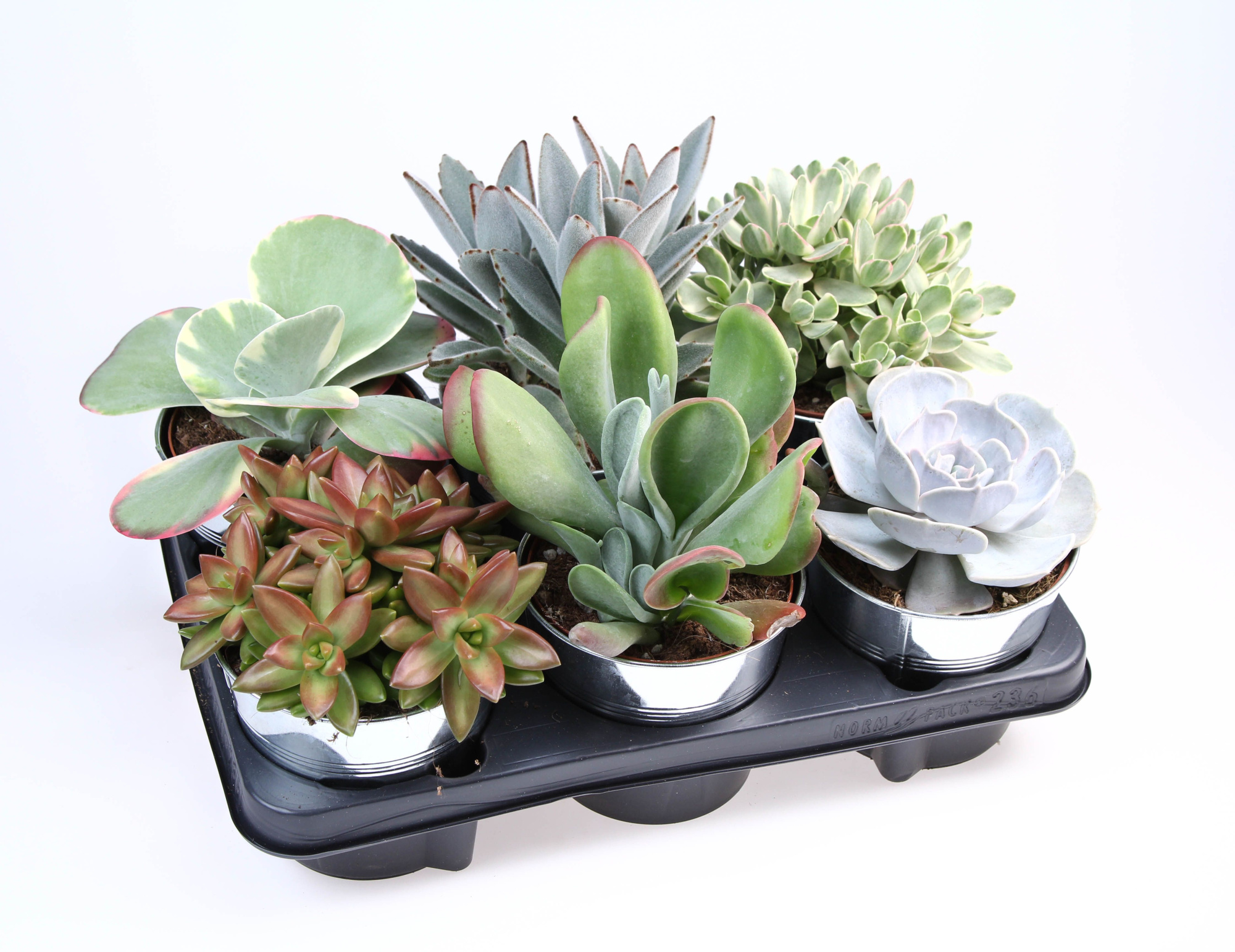 Succulent zinkpot, D 15 cm