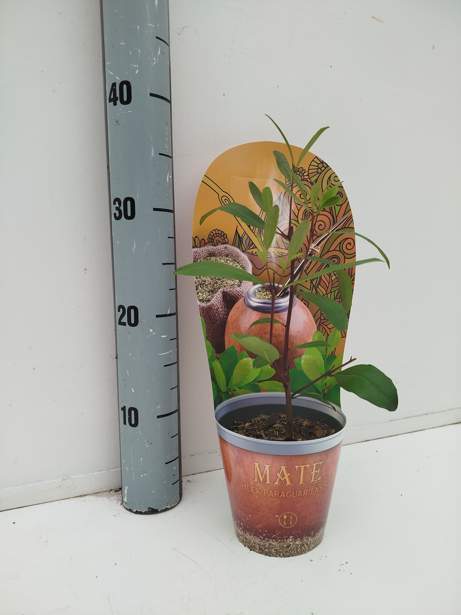 Ilex paraguariensis, D 12 cm