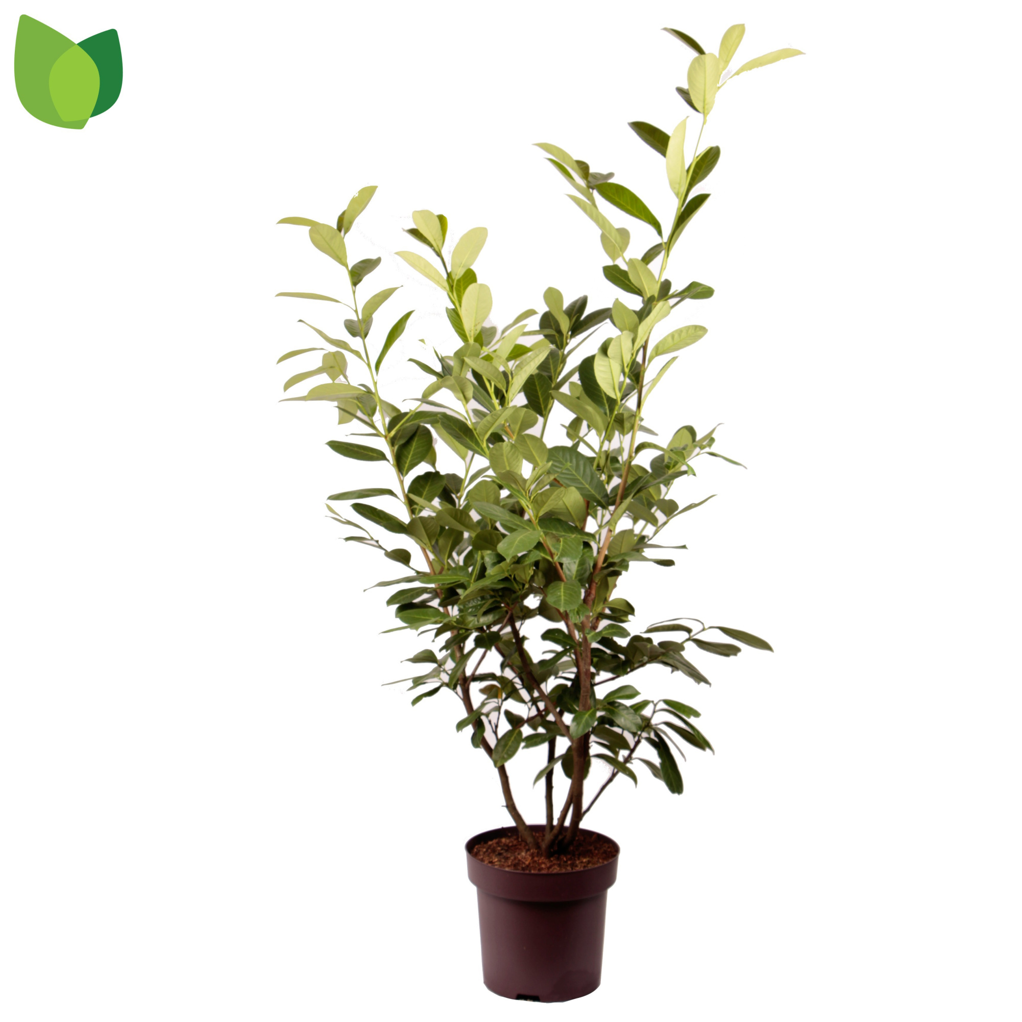 Prunus laurocerasus 'Rotundifolia' C13/P31, D 31