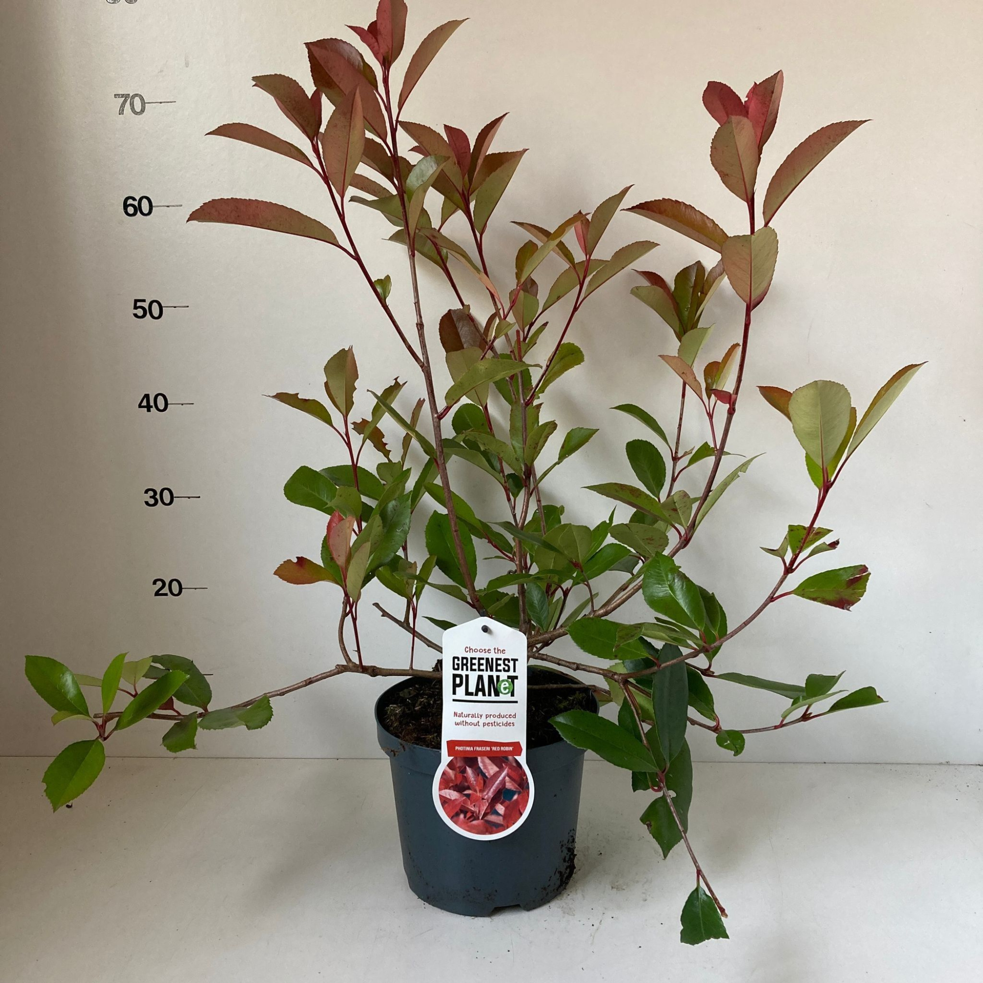 Photinia fraseri 'Red Robin', D 19 cm