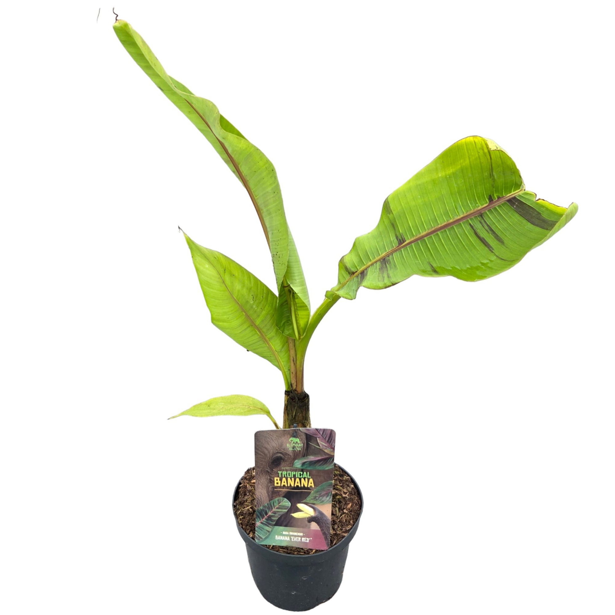 Tropical Banana | Musa sikkimensis 'Ever Red'®, D 19 cm