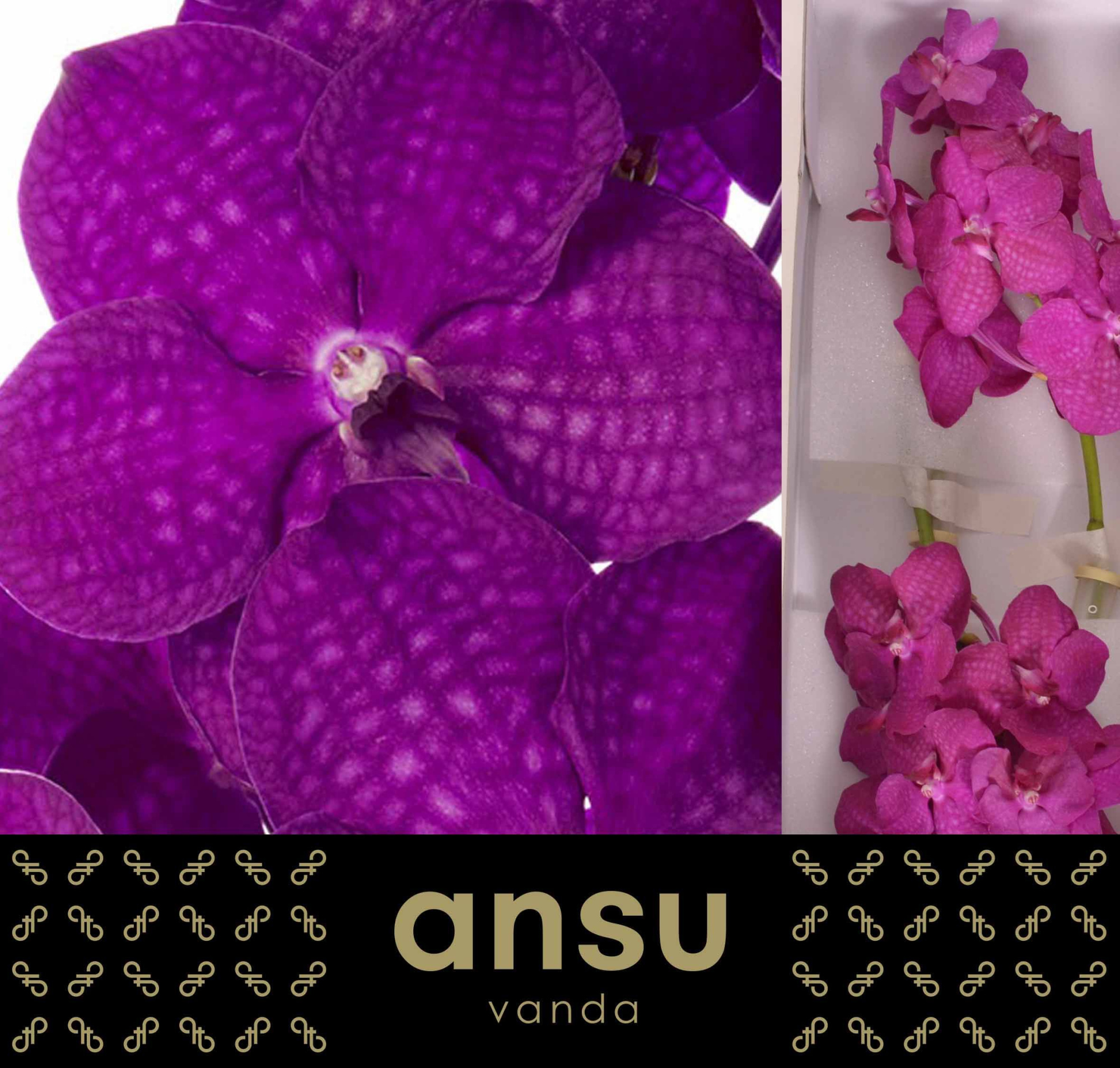 Ванда Нитайя Распберри Цериз x16, шт.