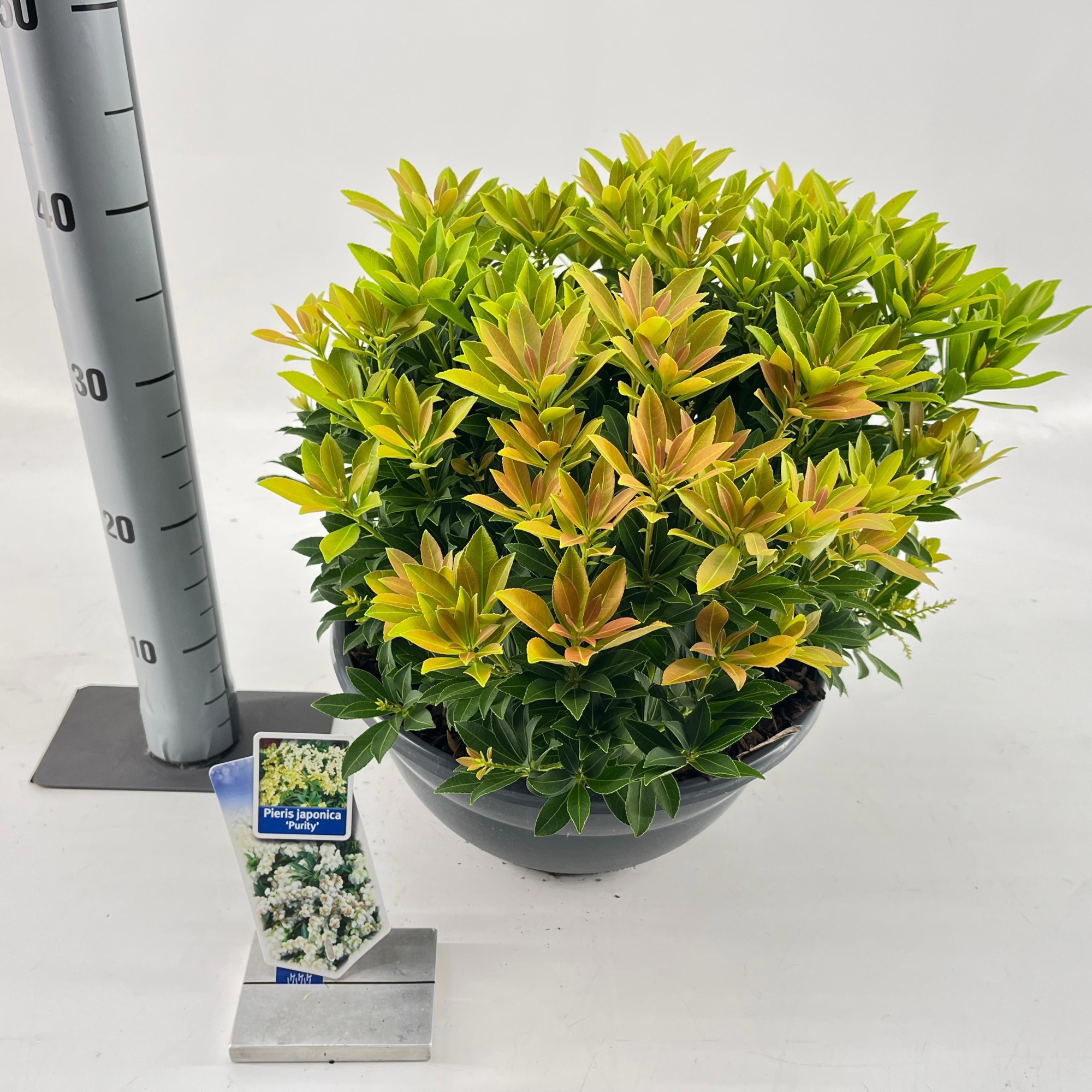 Pieris jap. ‘Purity’, D 33 cm