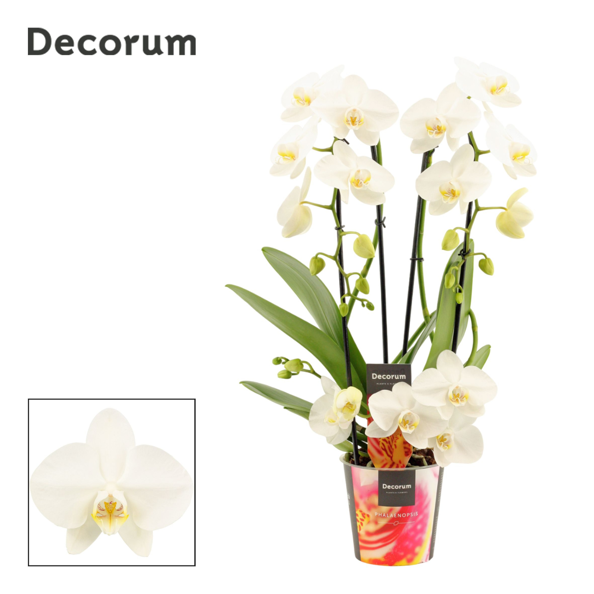 Phalaenopsis twirl wit (Decorum), D 12