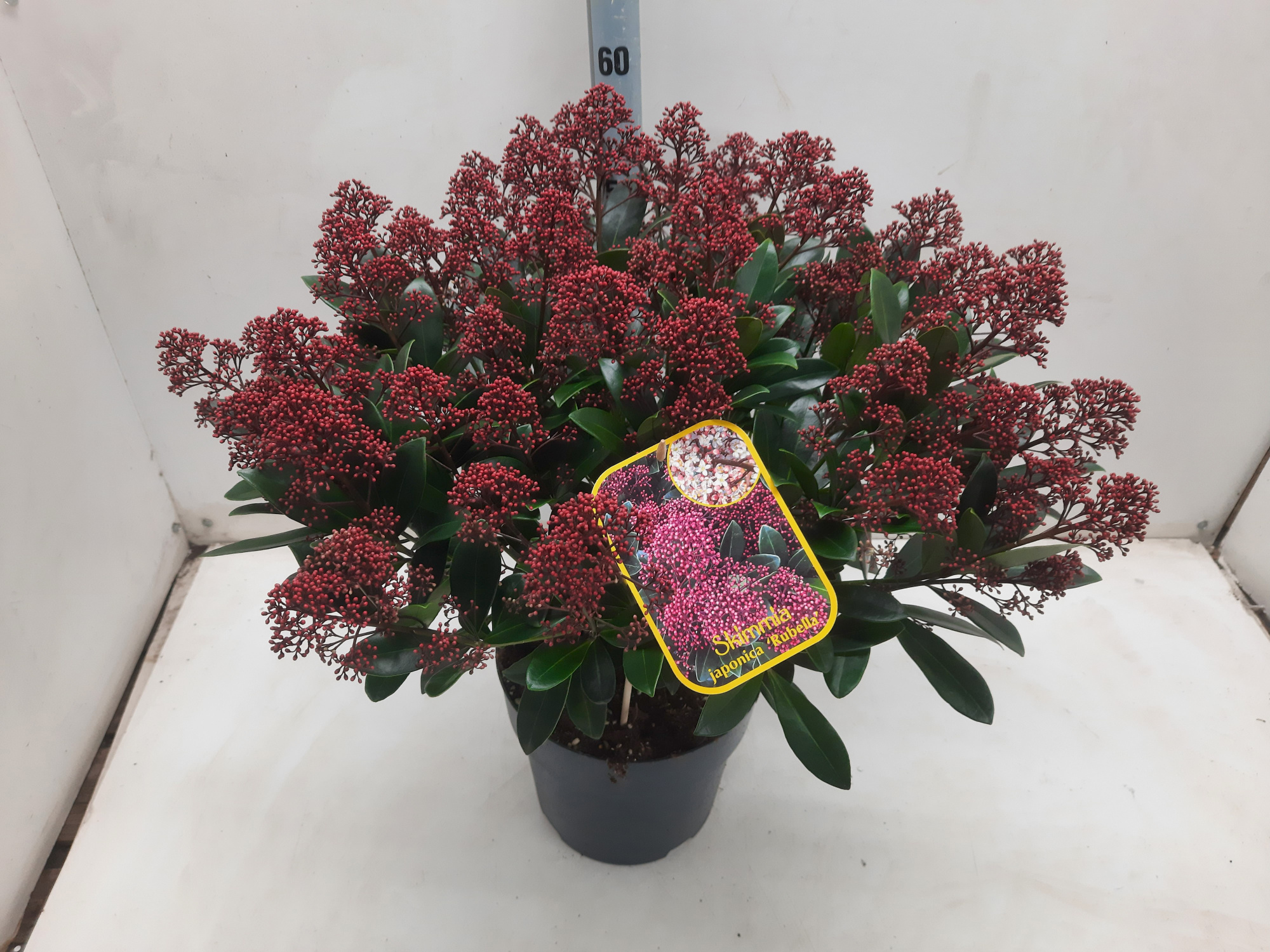 Skimmia jap. Rubella, D 23 cm