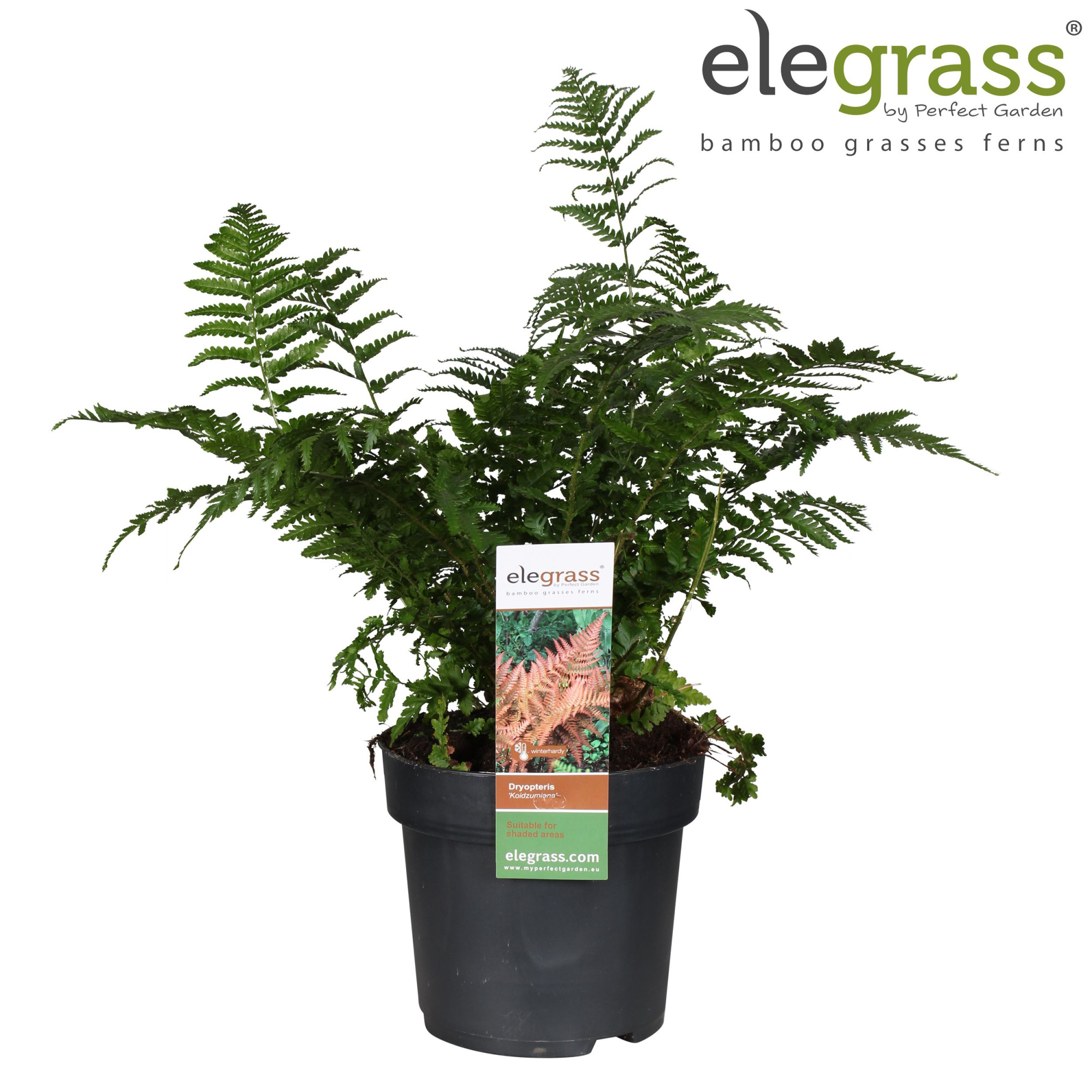 Dryopteris 'Koidzumiana' P19, D 19 cm