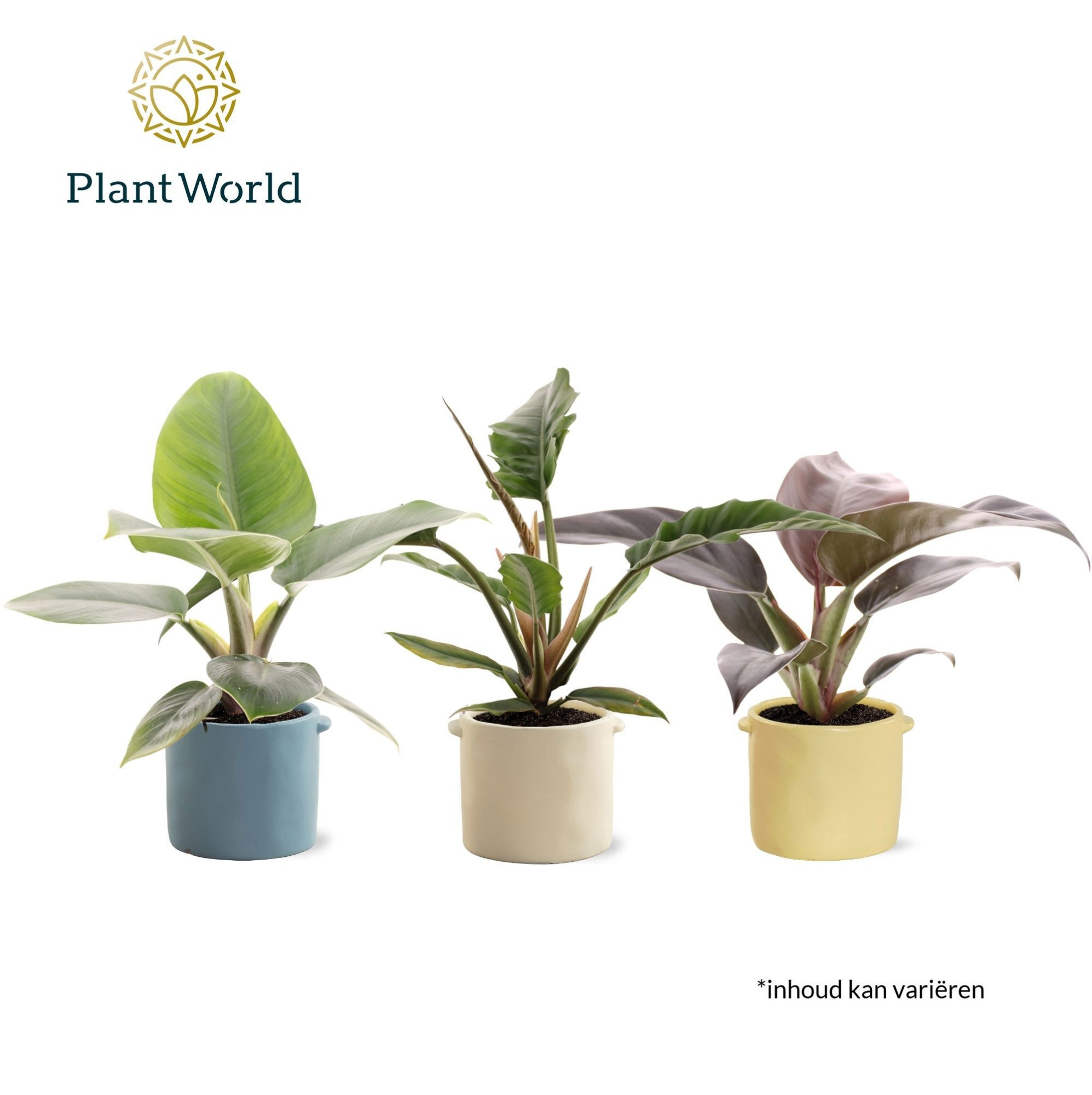 Philodendron mix 14 cm in pot Charlotte, D 14 cm