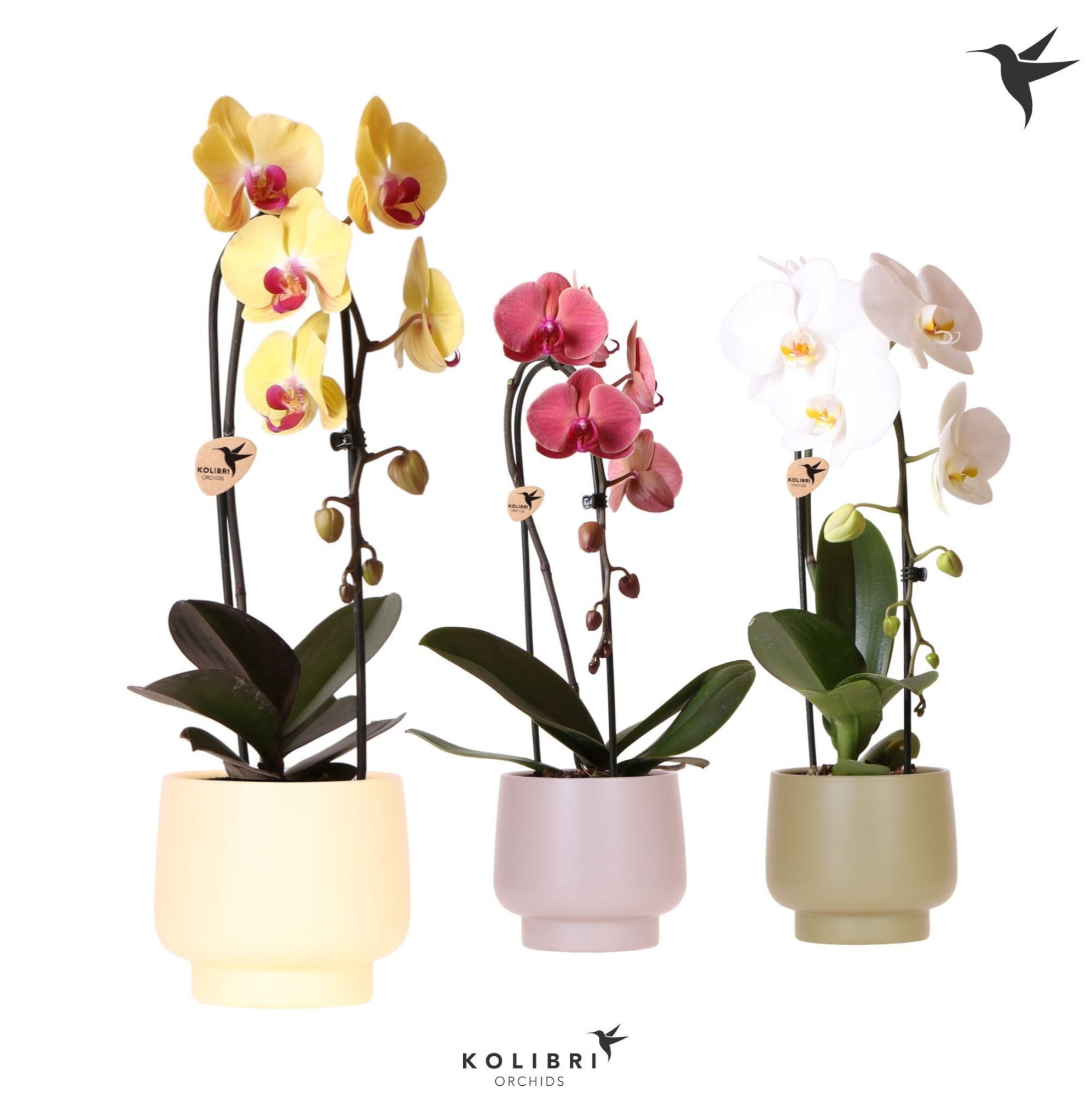 Kolibri Orchids Cascade Niagara Fall mix 1 spike in Scandic pot green mix, D 12