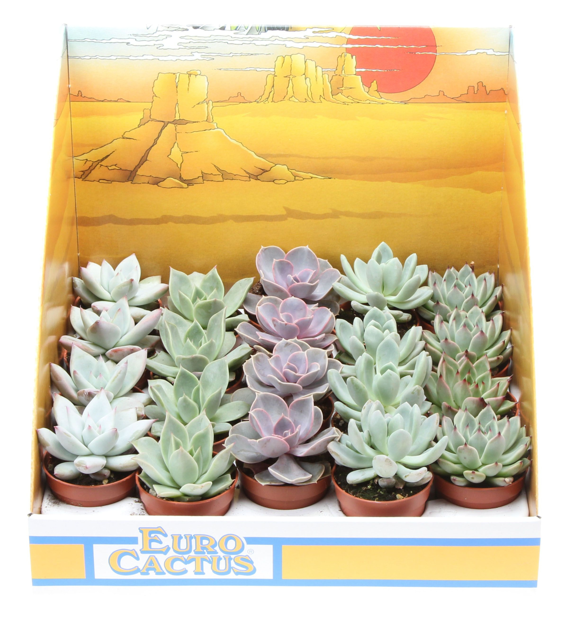 Echeveria mix in showdoos, D 5,5 cm