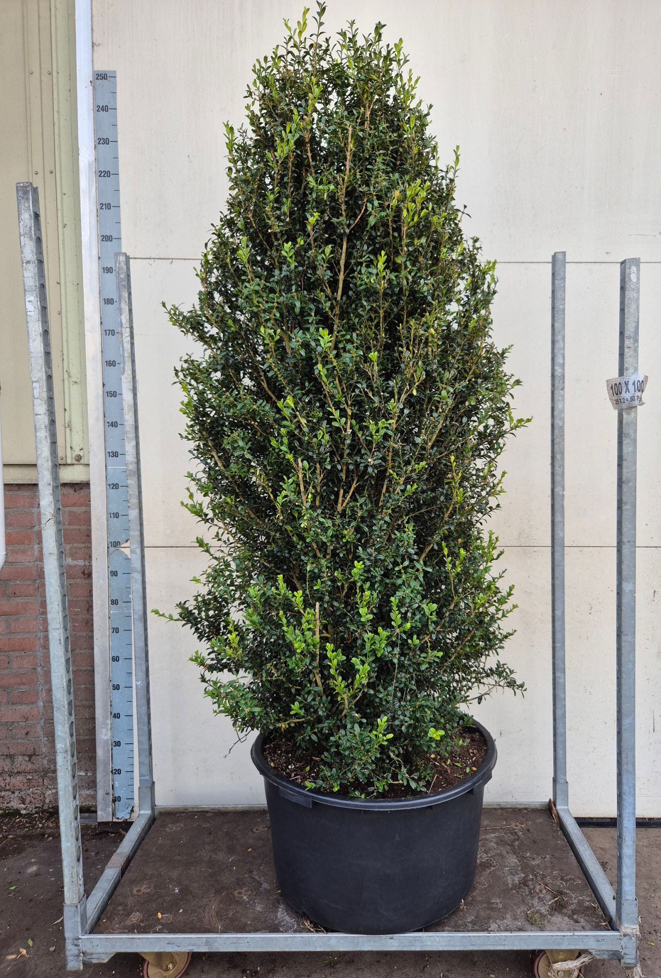 Buxus Struik 200cm, D 65 cm