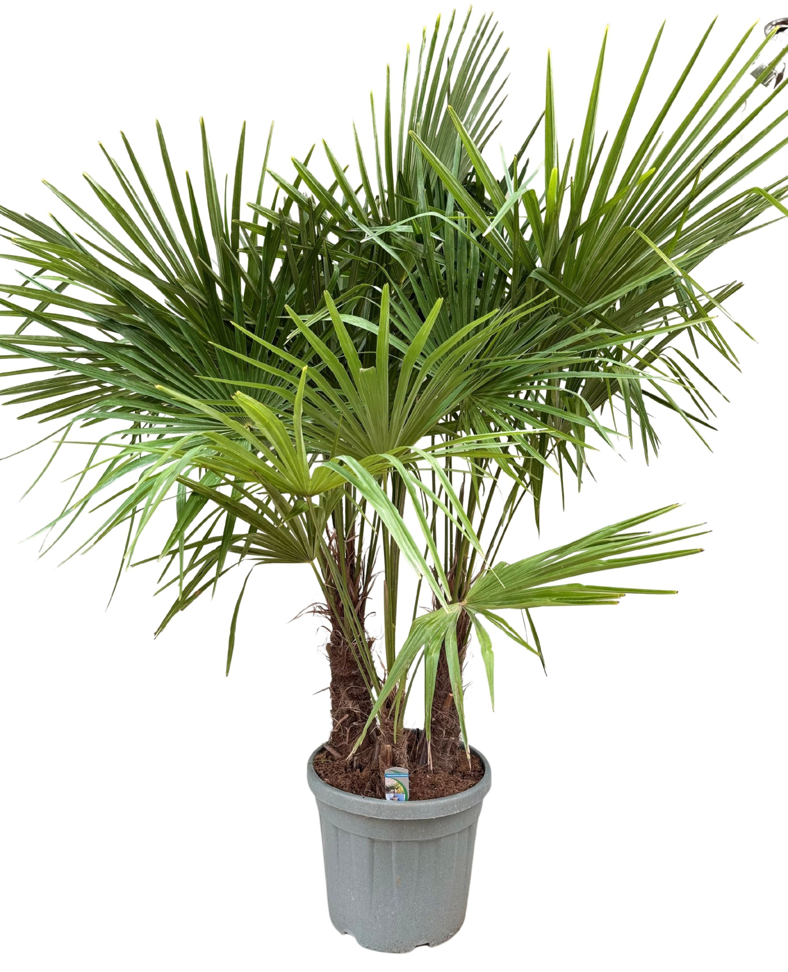 Trachycarpus fortunei P45 multistam, D 45 cm