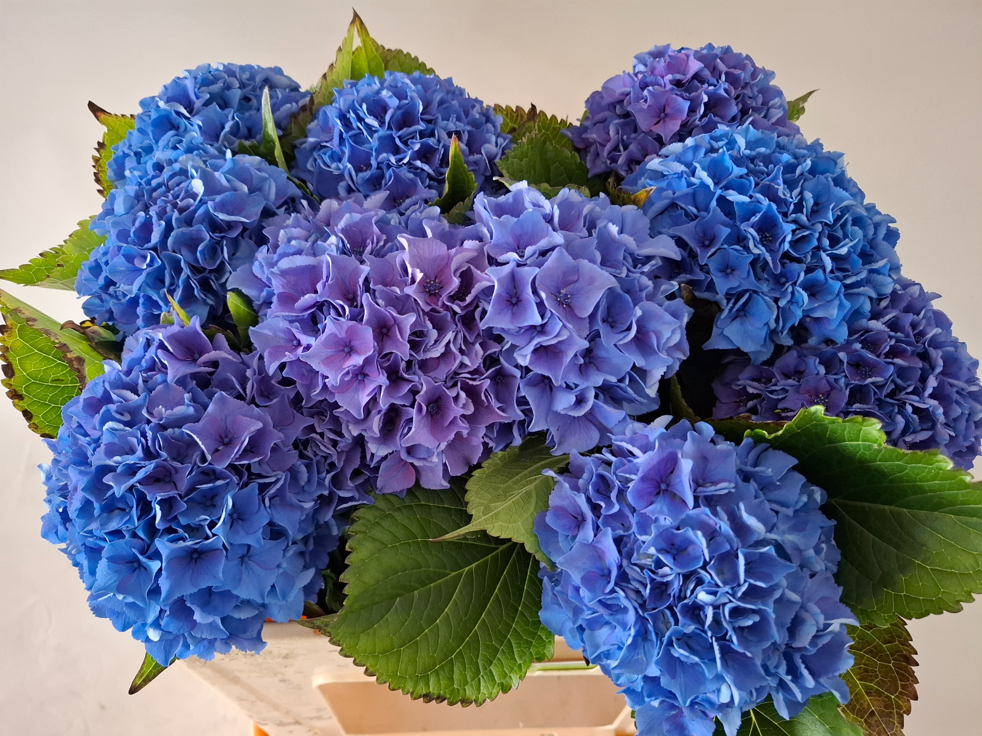 Гортензия Роял Парад 50, шт.