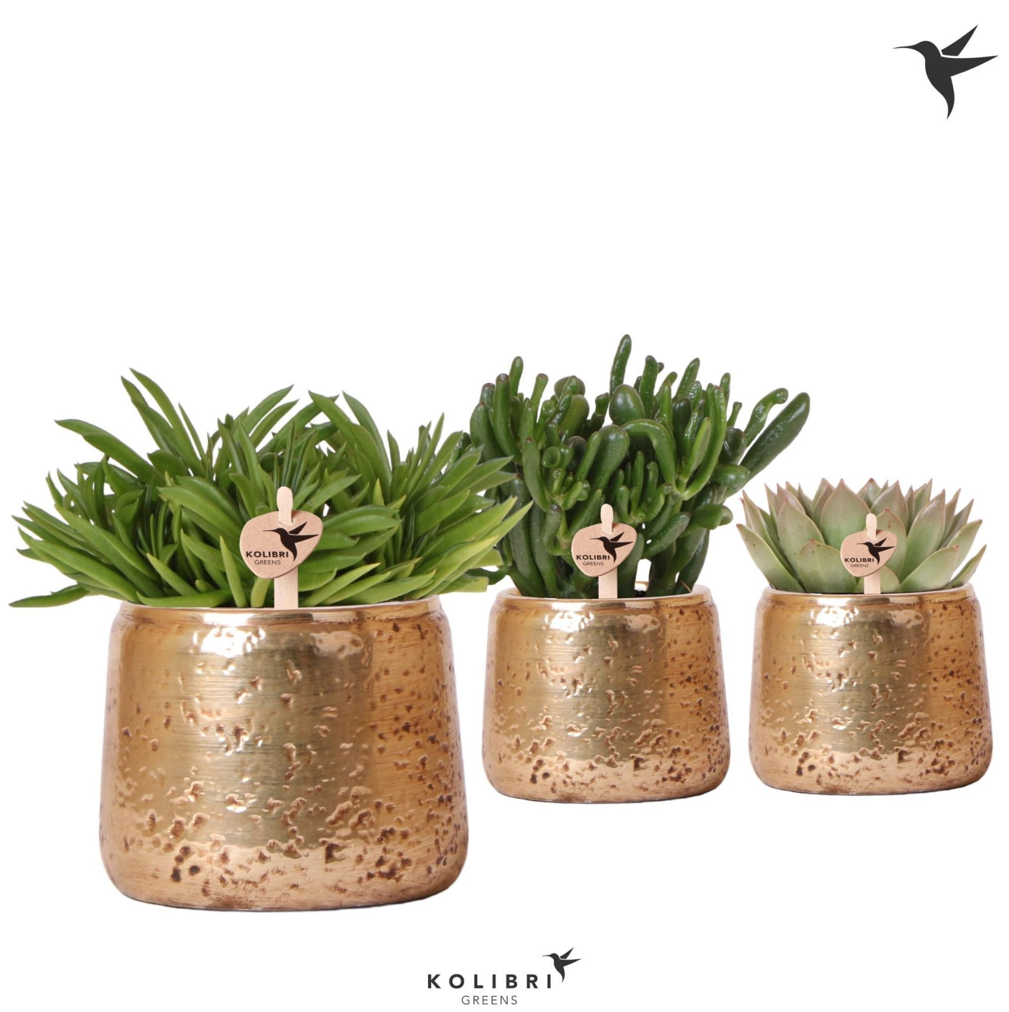 Kolibri Greens Succulenten mix in Luxury pot gold, D 12 cm