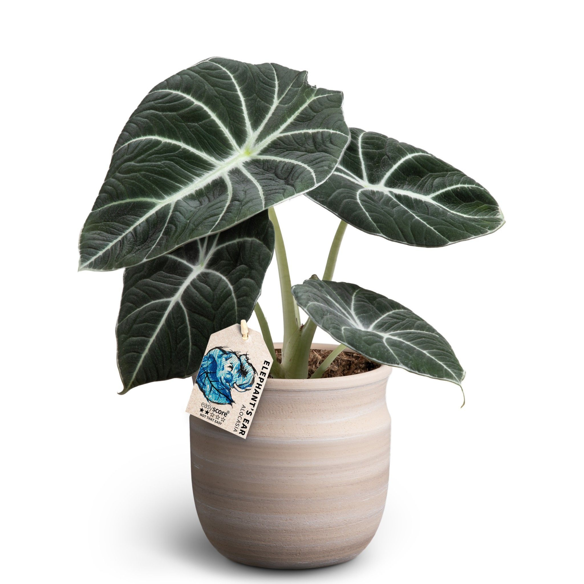 Macheta Sand, Alocasia ´Black Velvet´, D 12