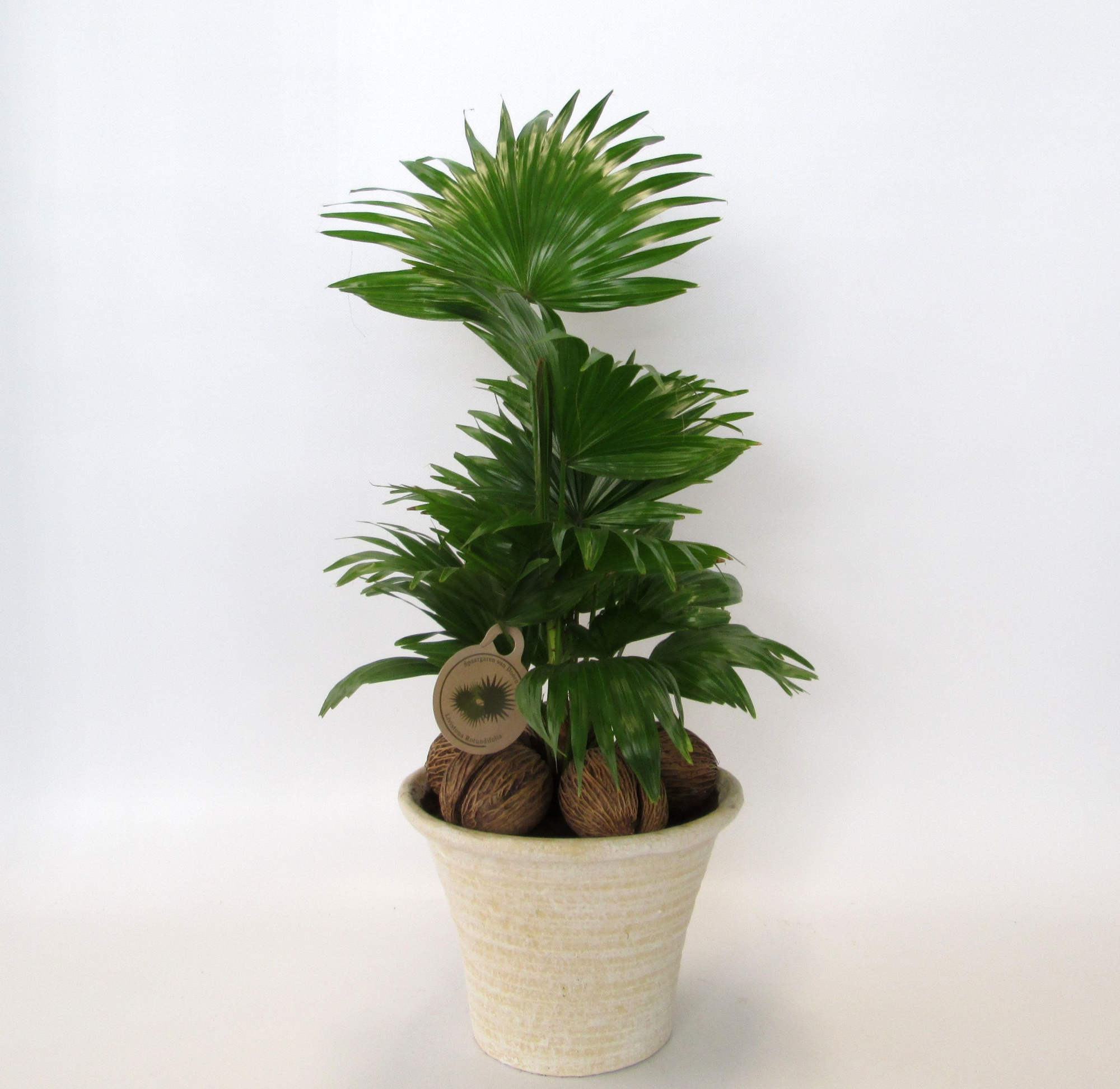 Livistona in hosta big cremé, D 23 cm