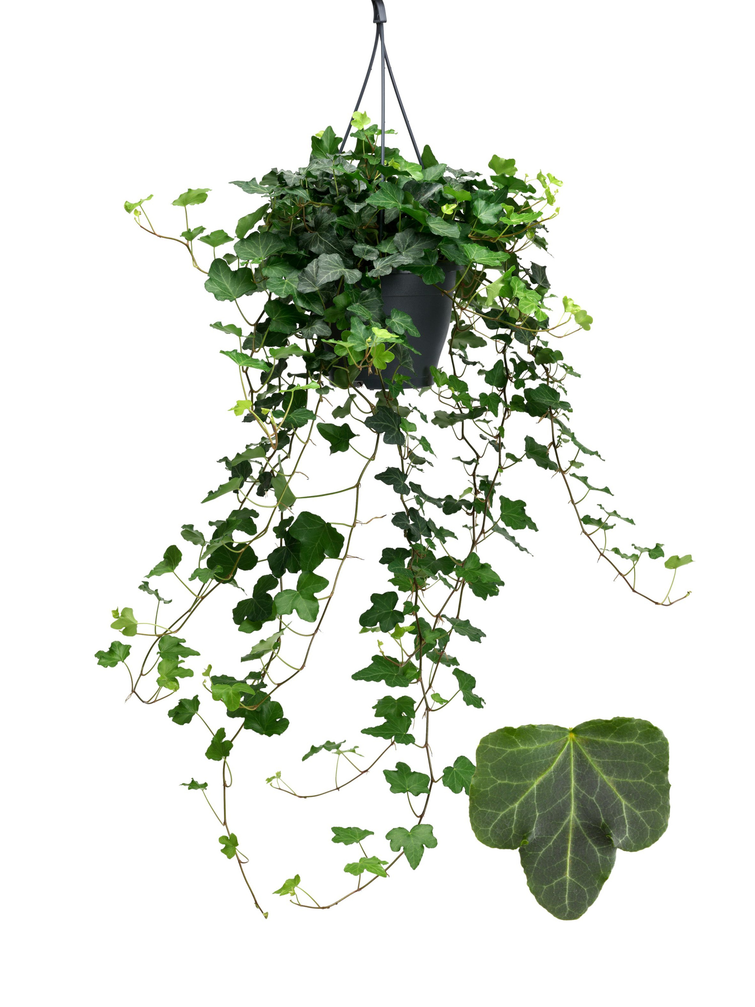 Wonder 19cm, D 19 cm