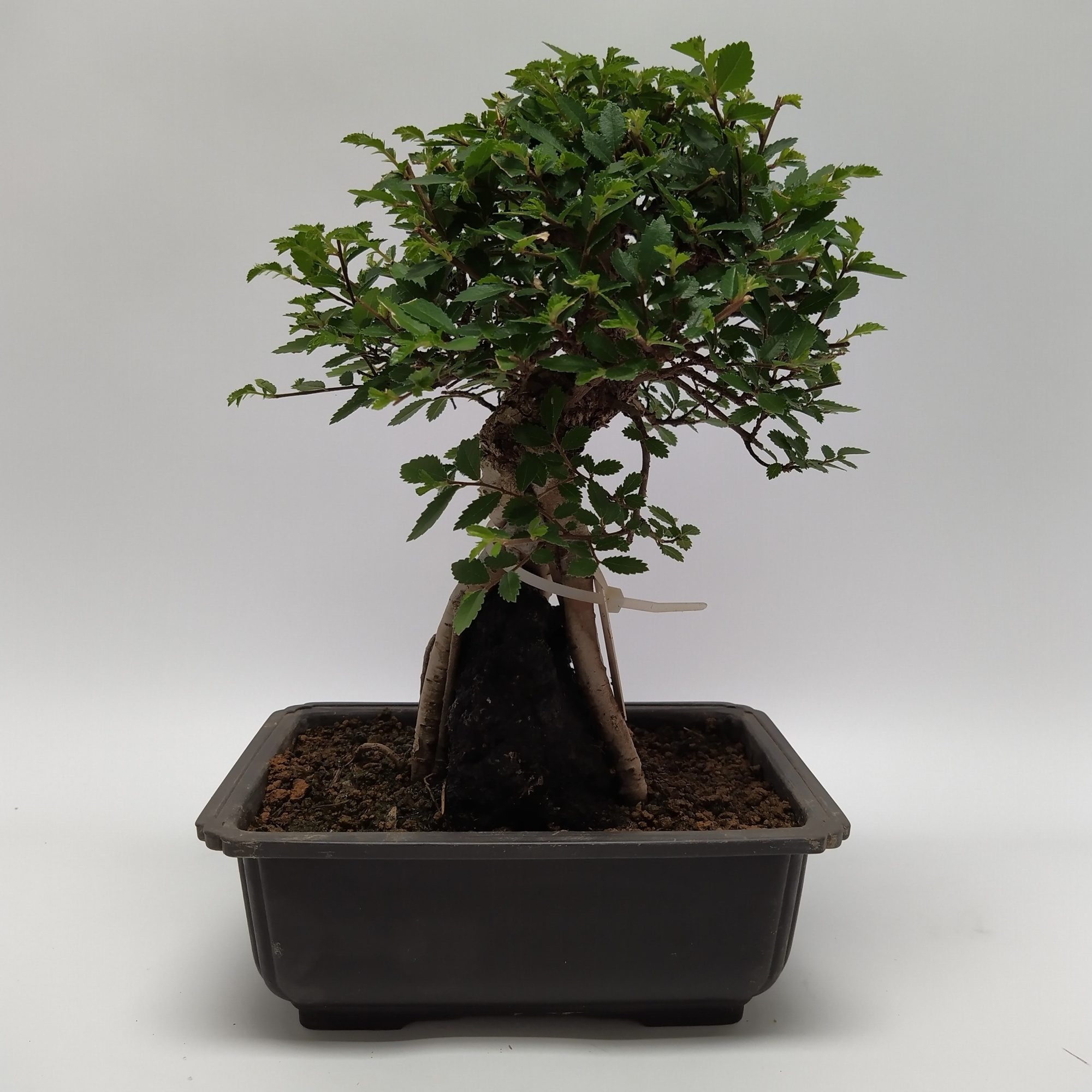 Ulmus Bonsai 'D75' 20 cm (herkomst: Japan), D 20 cm