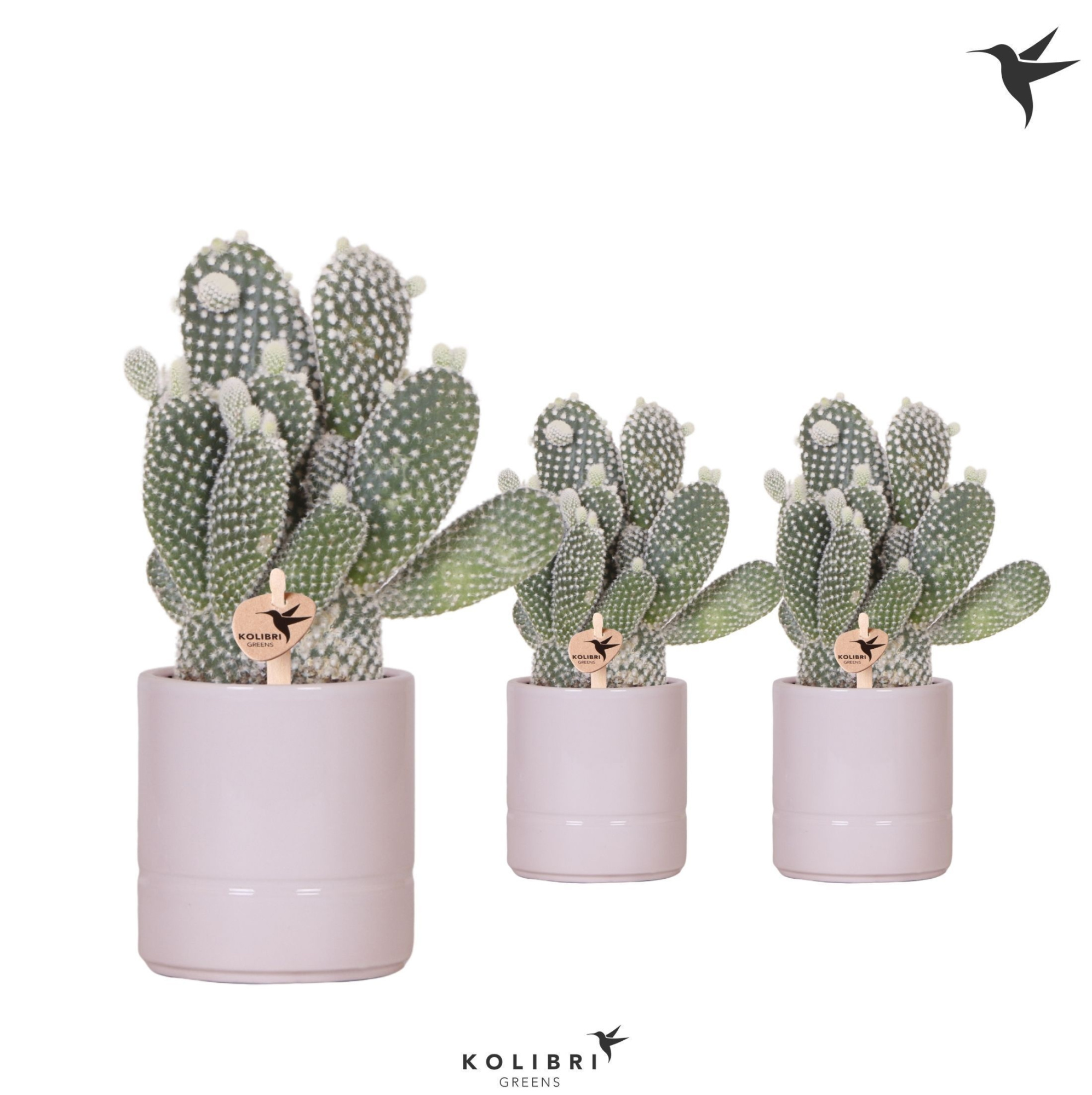 Kolibri Greens Opuntia white in Pastel pot pink, D 9 cm