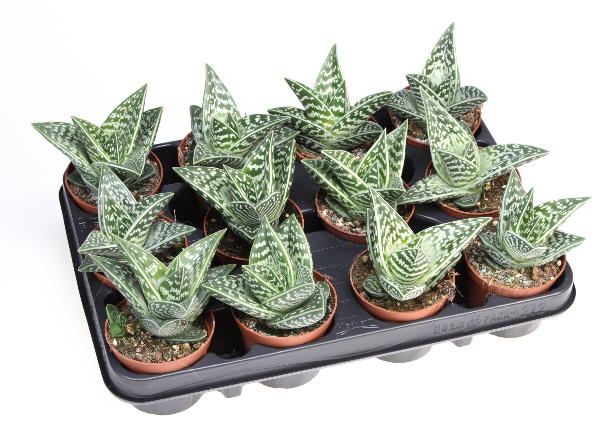 Aloe variegata, D 8,5