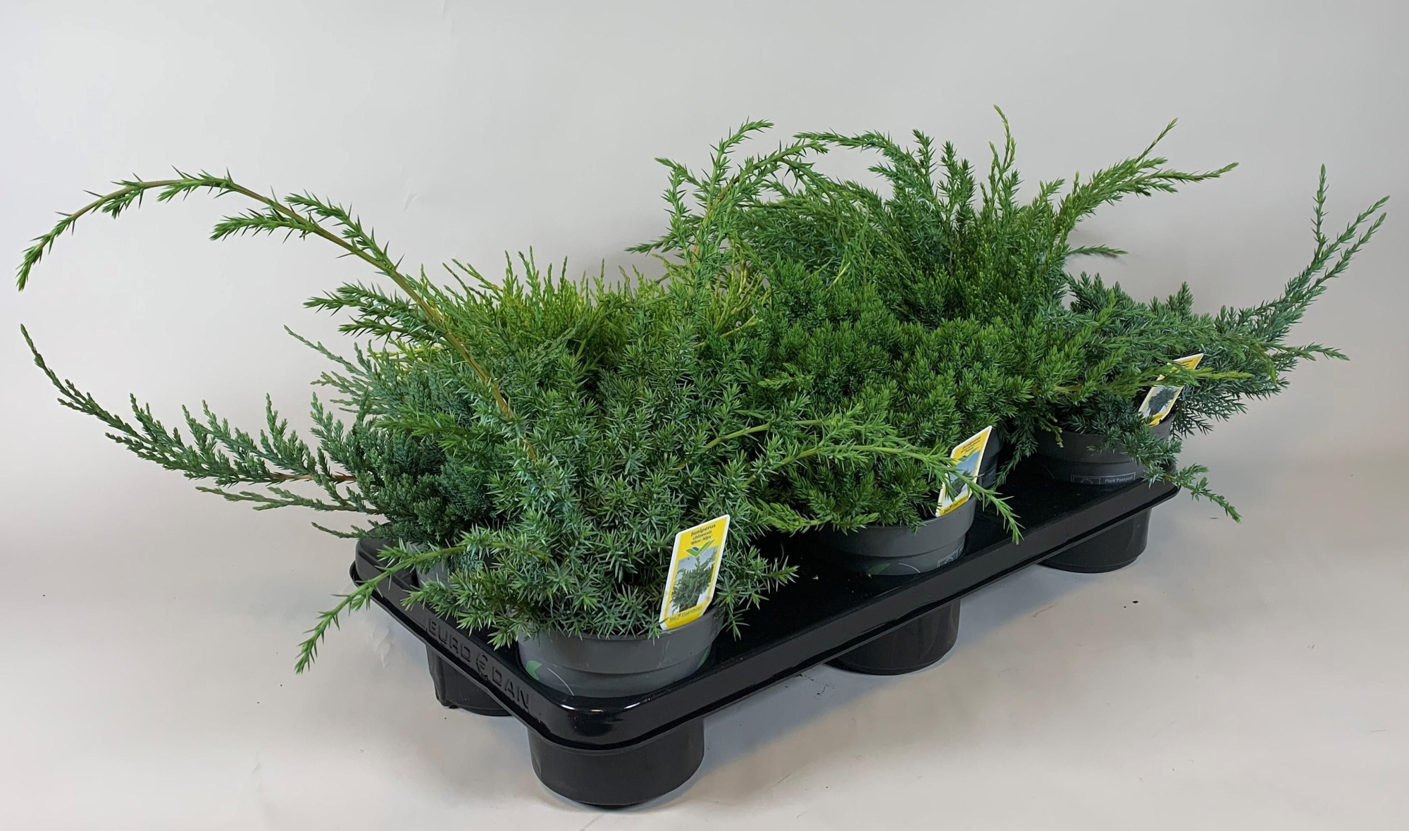 Juniperus mix, D 13