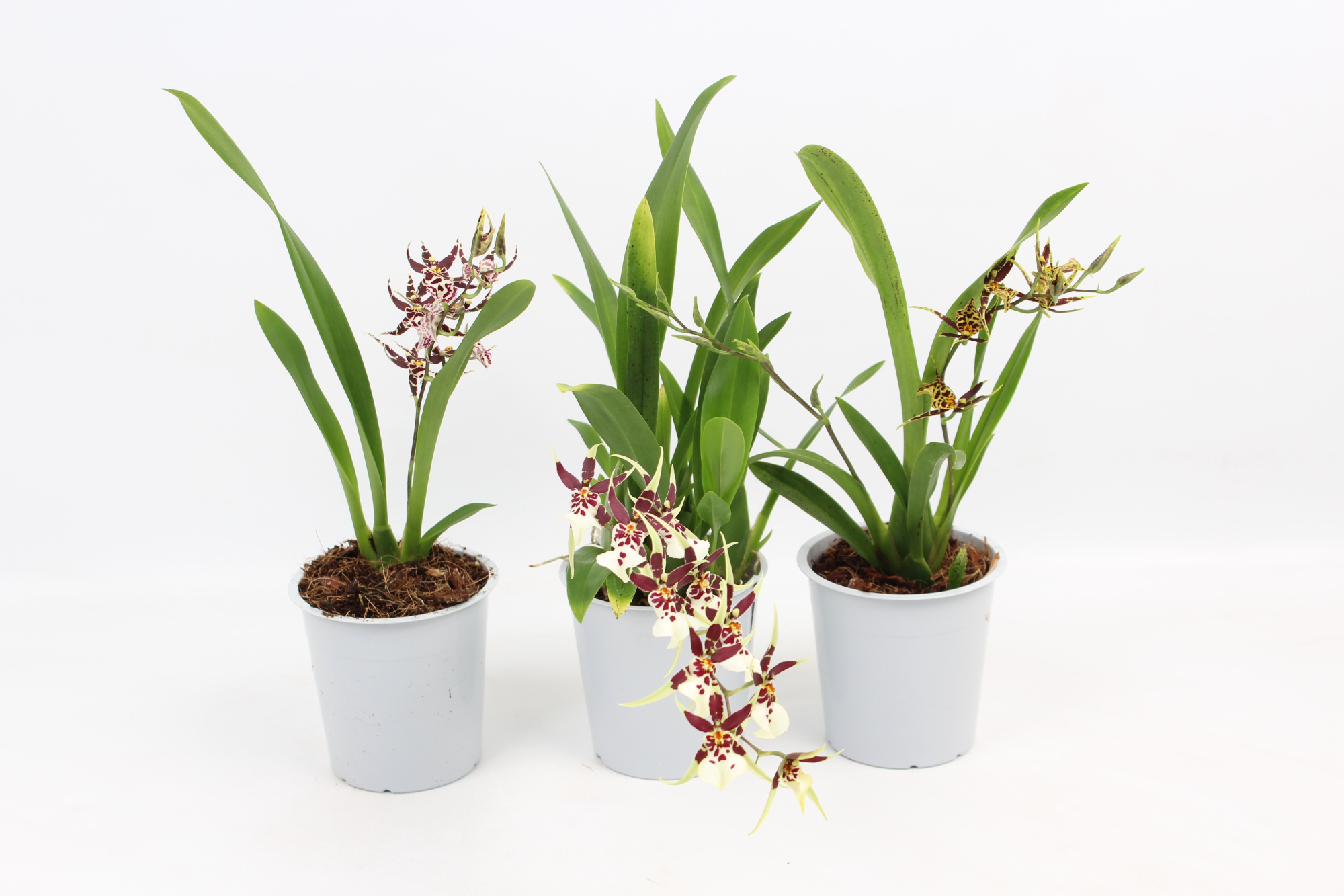 Titanium A2 kort 12 cm, D 12 cm