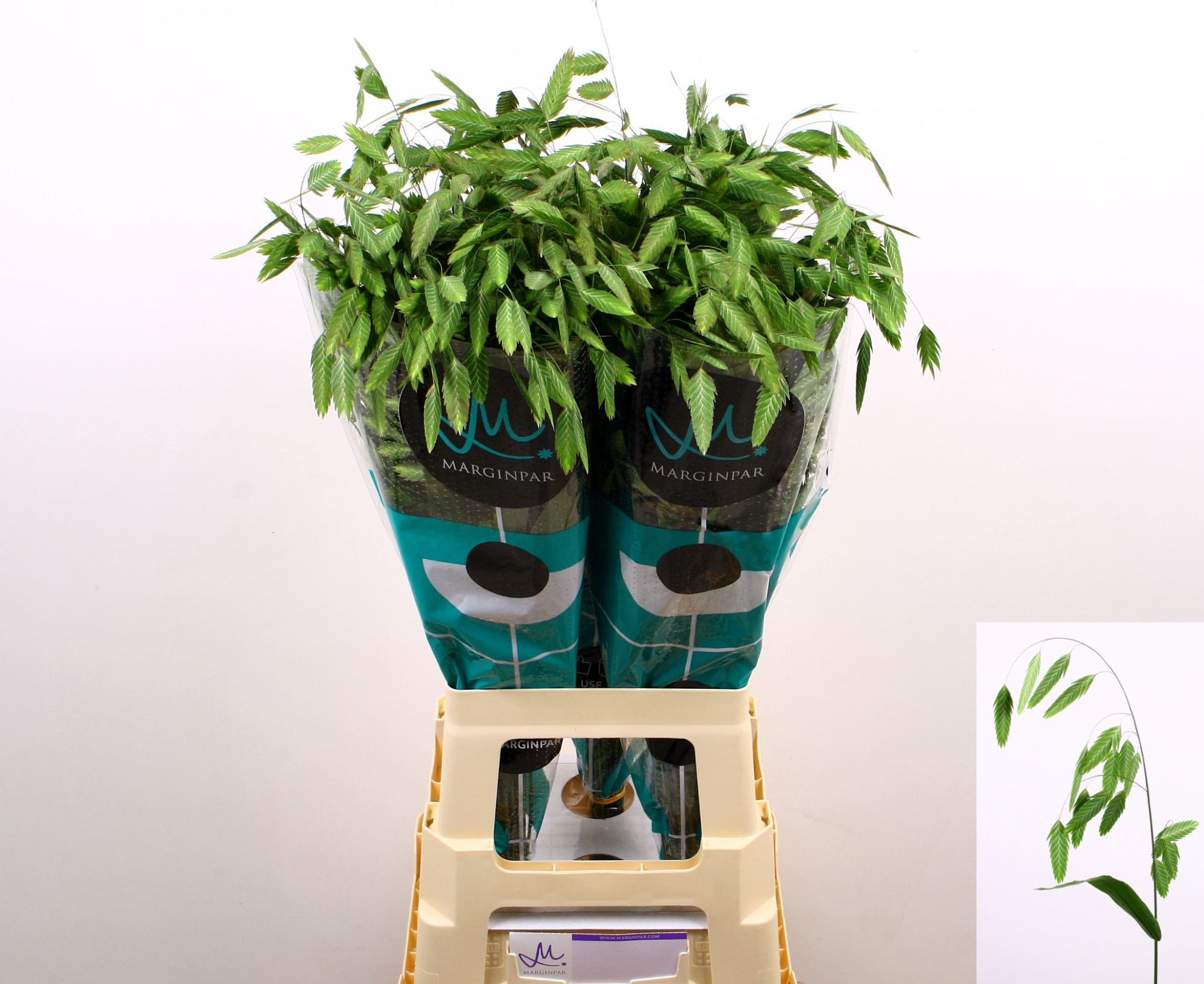 Хасмантиум Латифолиум Мантис 80 (зел.), шт.