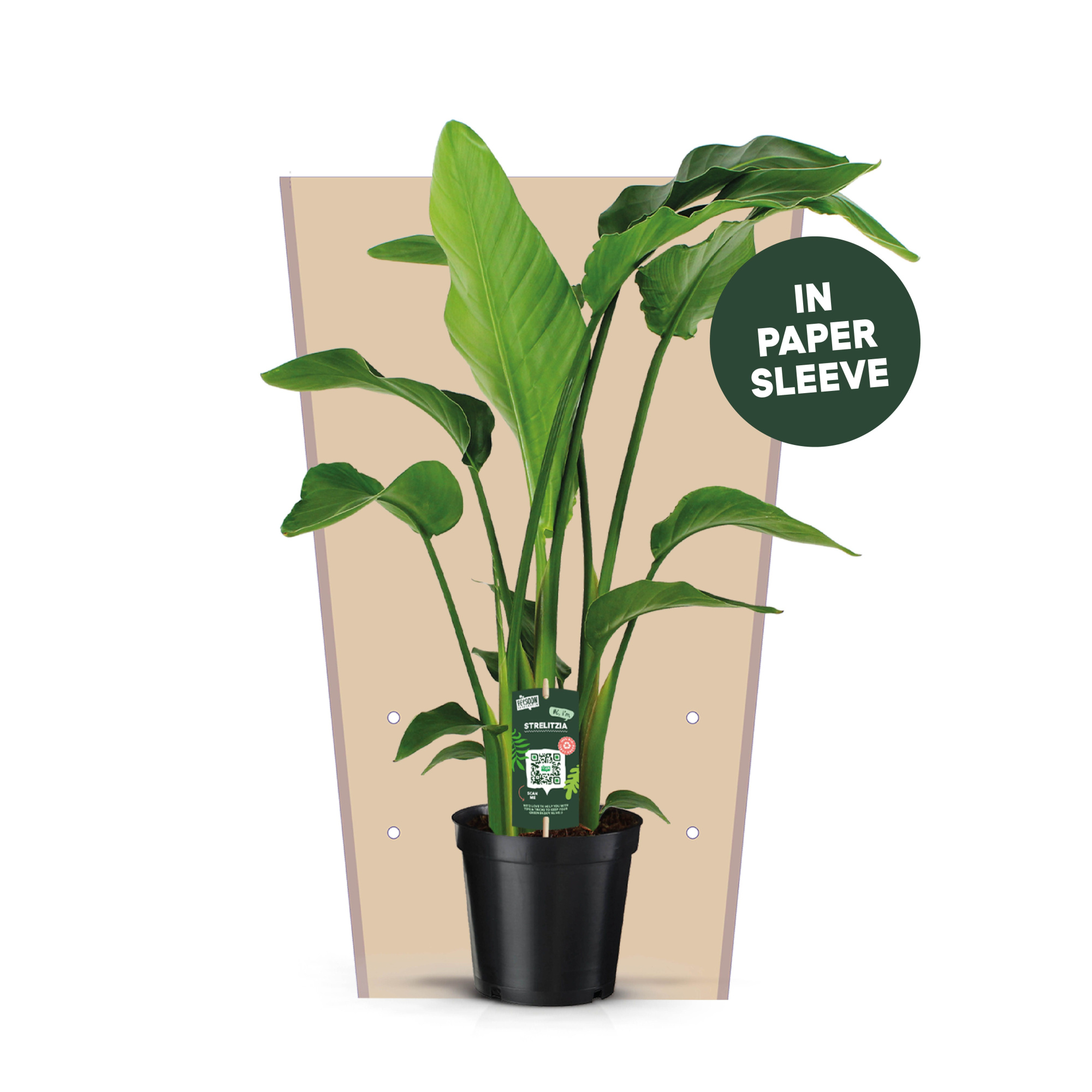 Strelitzia Nicolai 19 3 STEKKEN!, D 19 cm