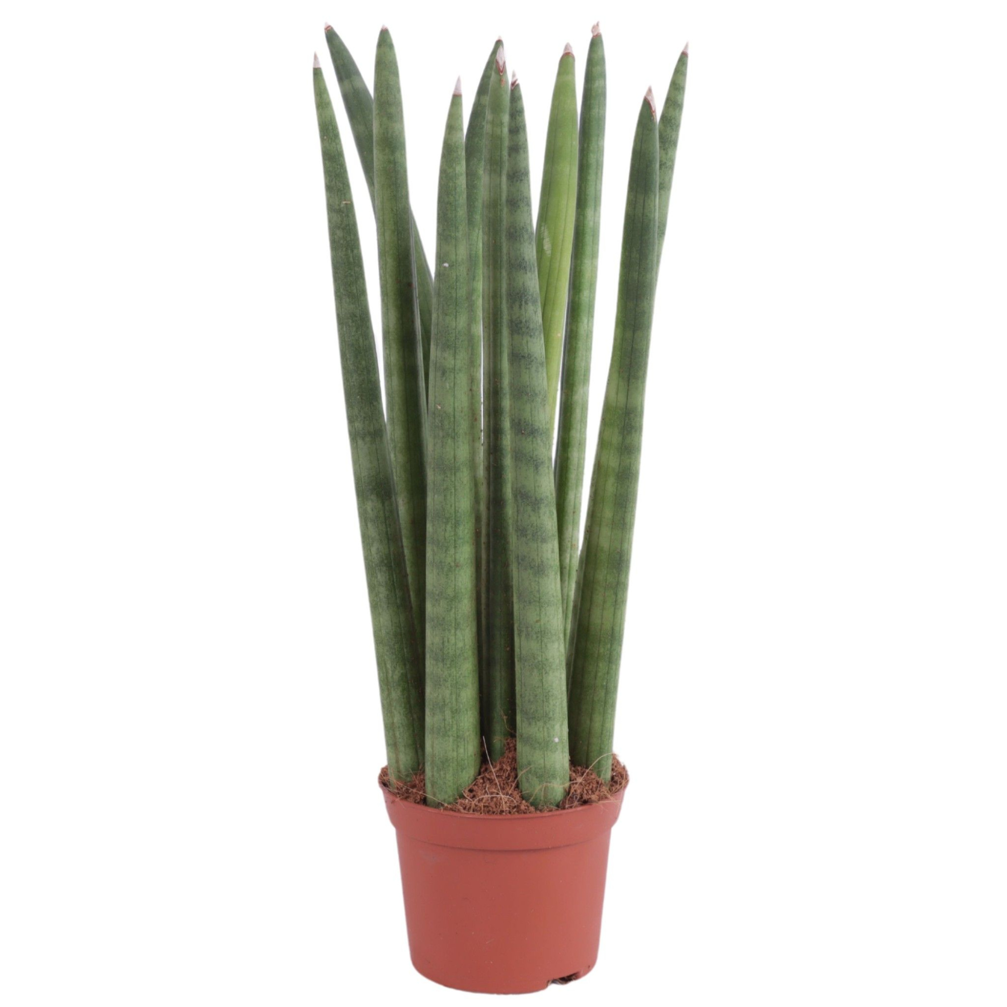Sansevieria Cylindrica Straight 11 Leaf Ø8,5cm, D 8,5 cm