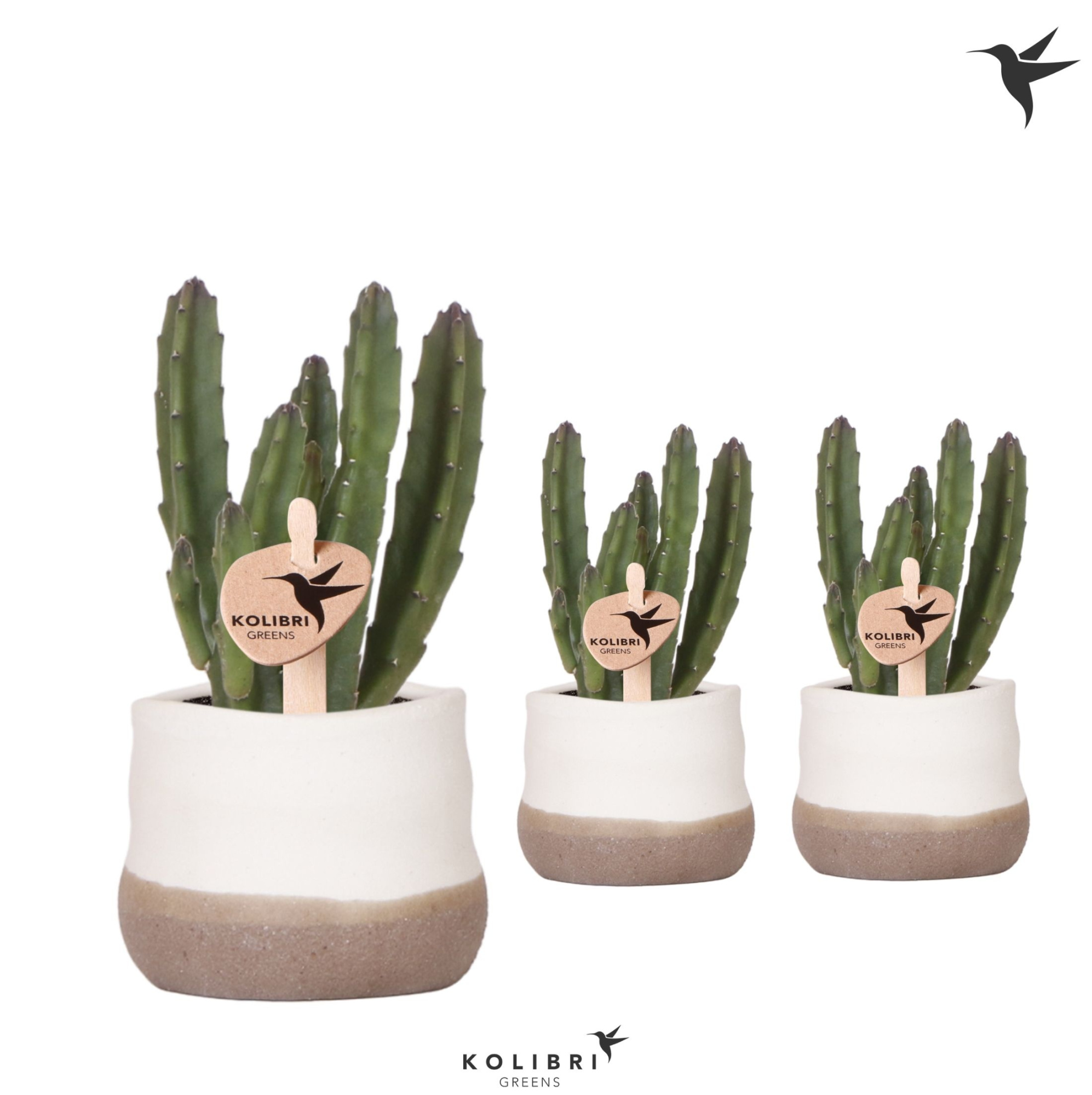 Kolibri Greens Stapelia Leendertziae in Imperfect Bag pot, D 6