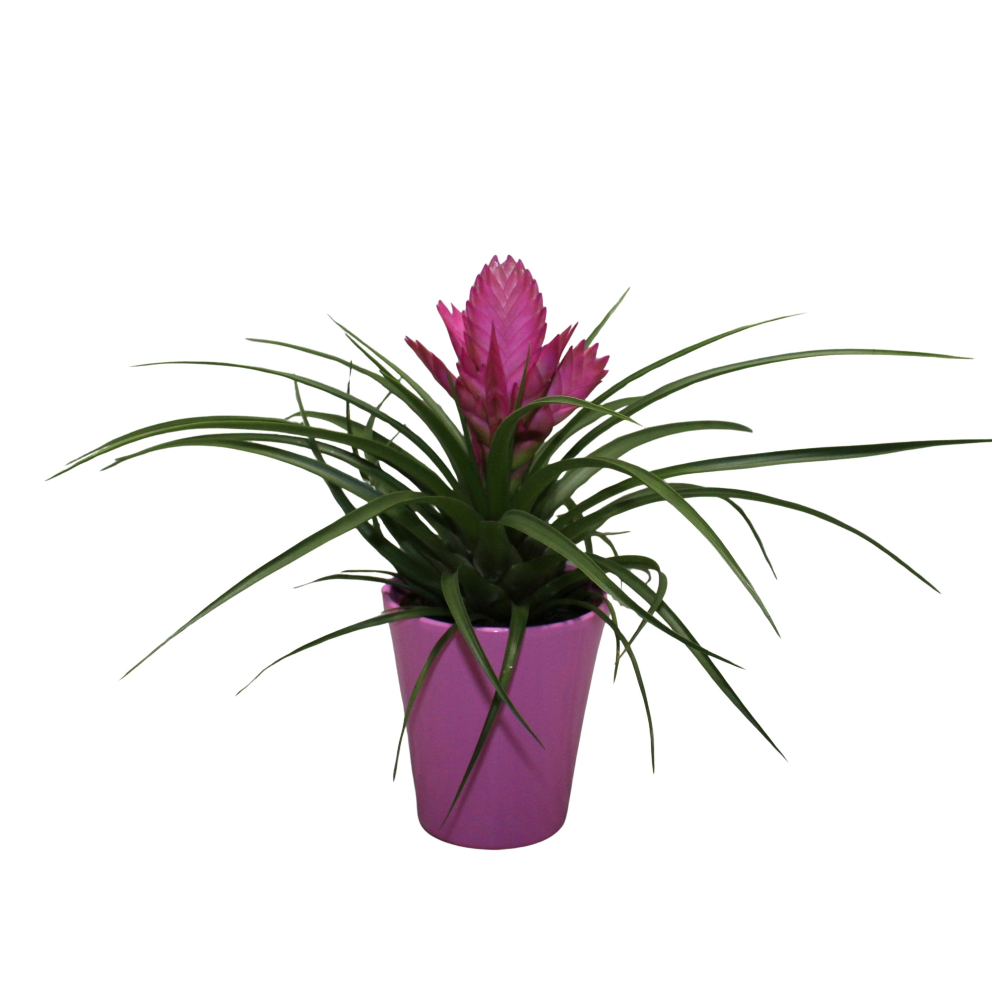 Tillandsia Josee Roze In Coco (Met Hoes), D 10,5