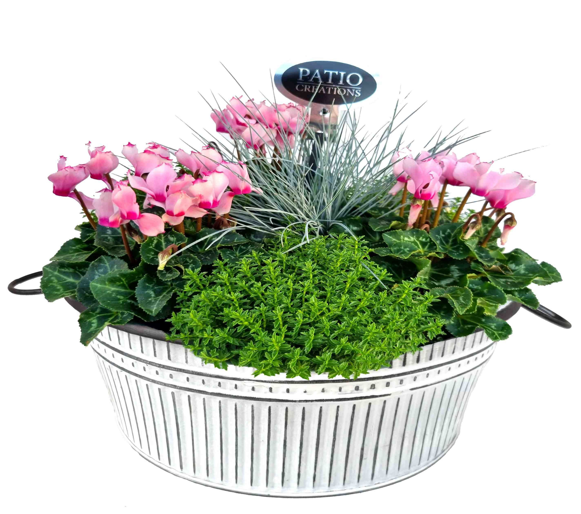 CYHF757-602 Cyclaam/Hebe/Festuca zink trendschaal XL, D 28 cm