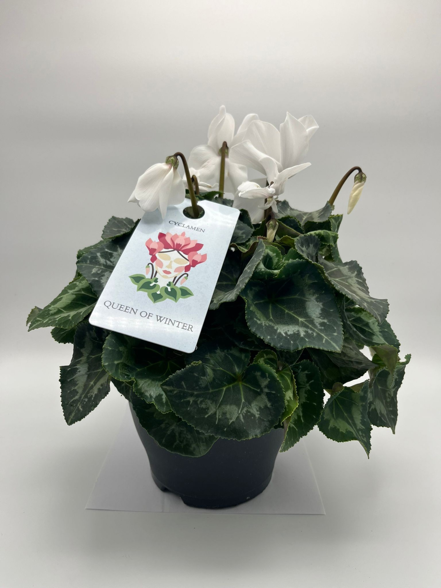CYCLAMEN MAMMOTH WIT, D 19
