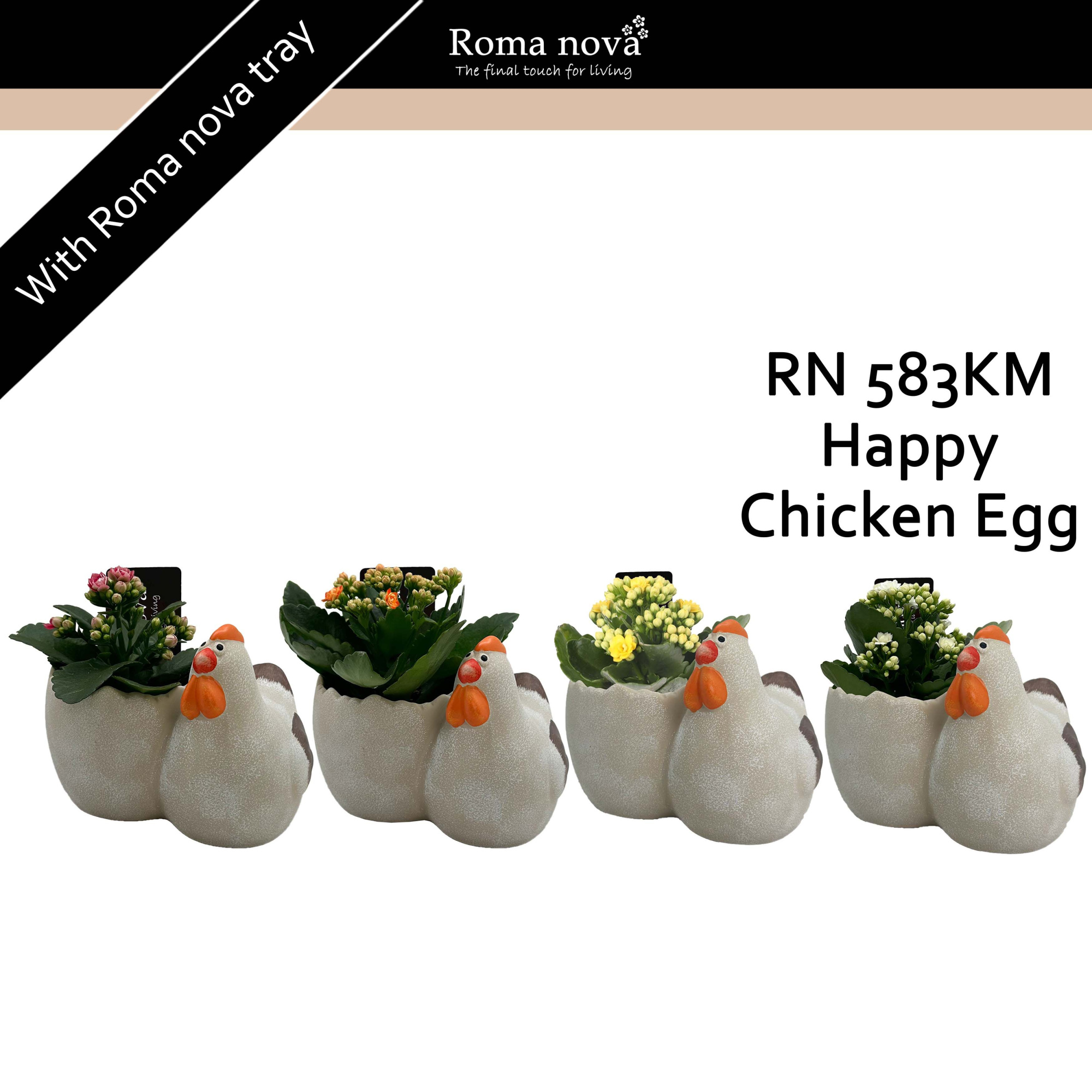 583KM - Happy Chicken Egg (Kalanchoe mix), D 12