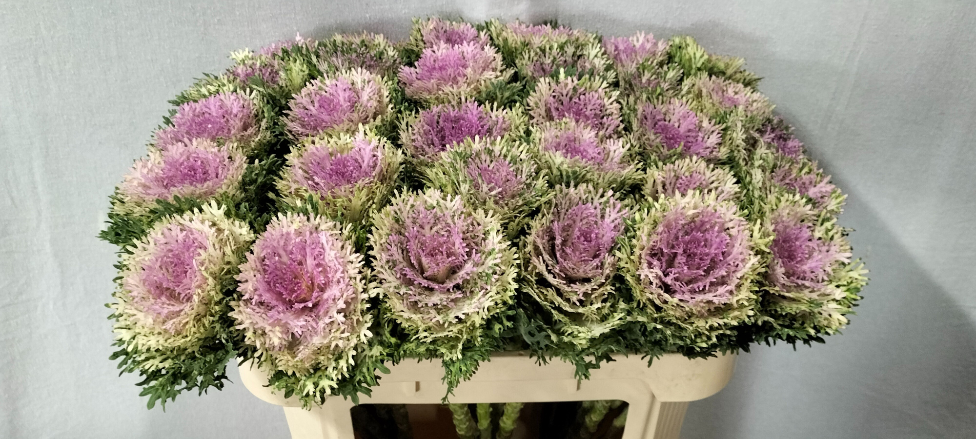 Брассика Крэйн Кинг 70, шт.