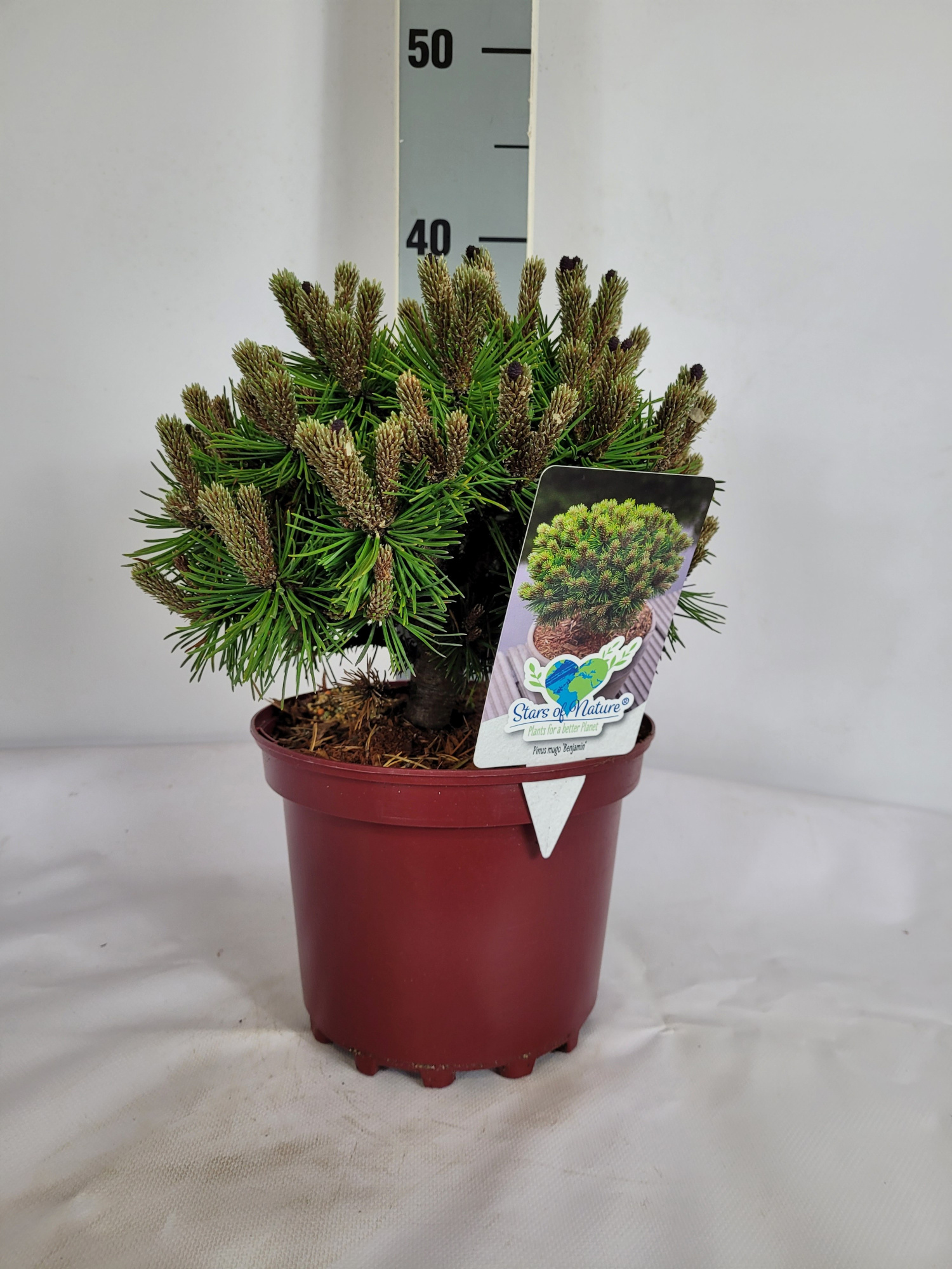 Pinus mugo Benjamin C3 20-25, D 19 cm