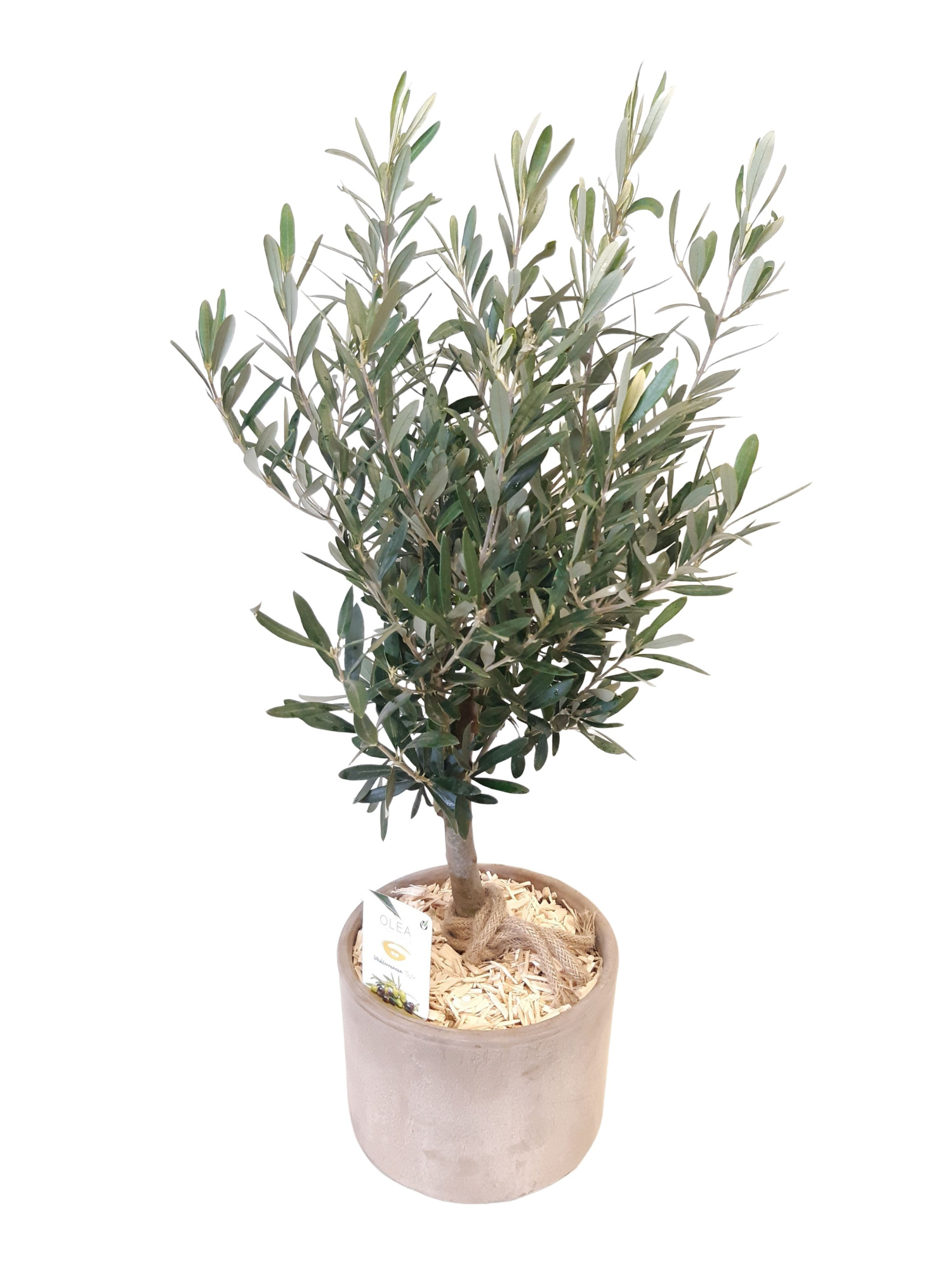 BPC20OLE Cilinder terraspot grijs Olea Europaea, D 20 cm