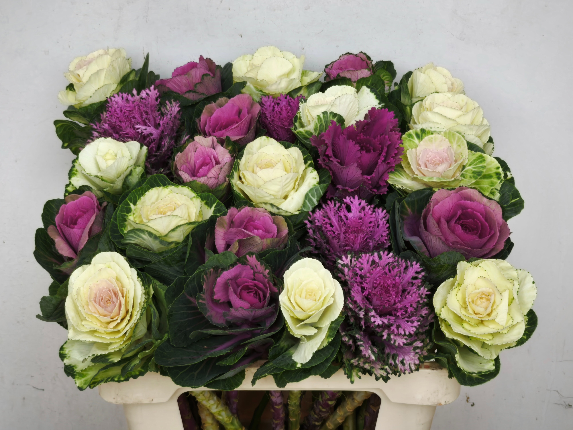 Брассика Микс 60, шт.