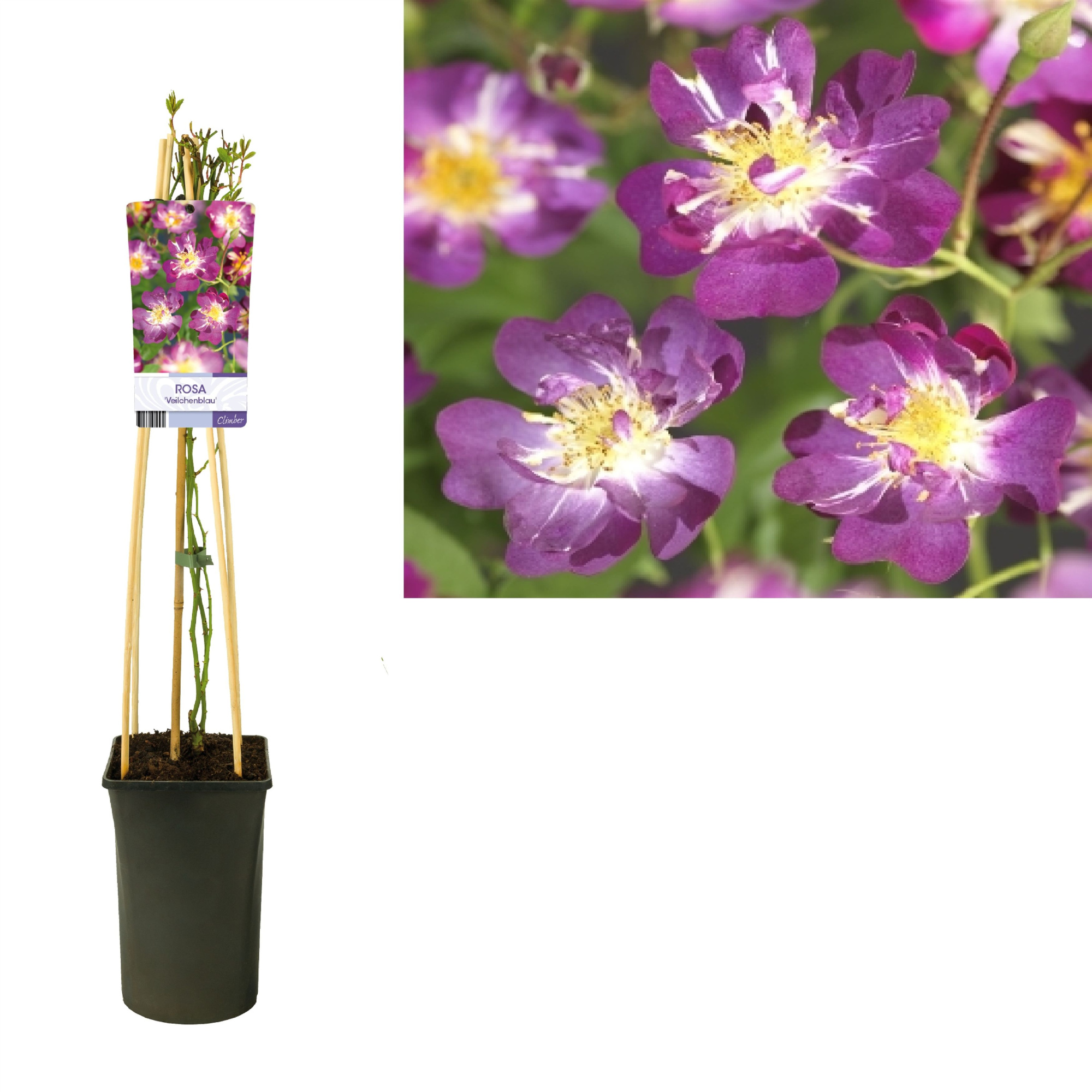 Rosa 'Veilchenblau' +light label, D 17