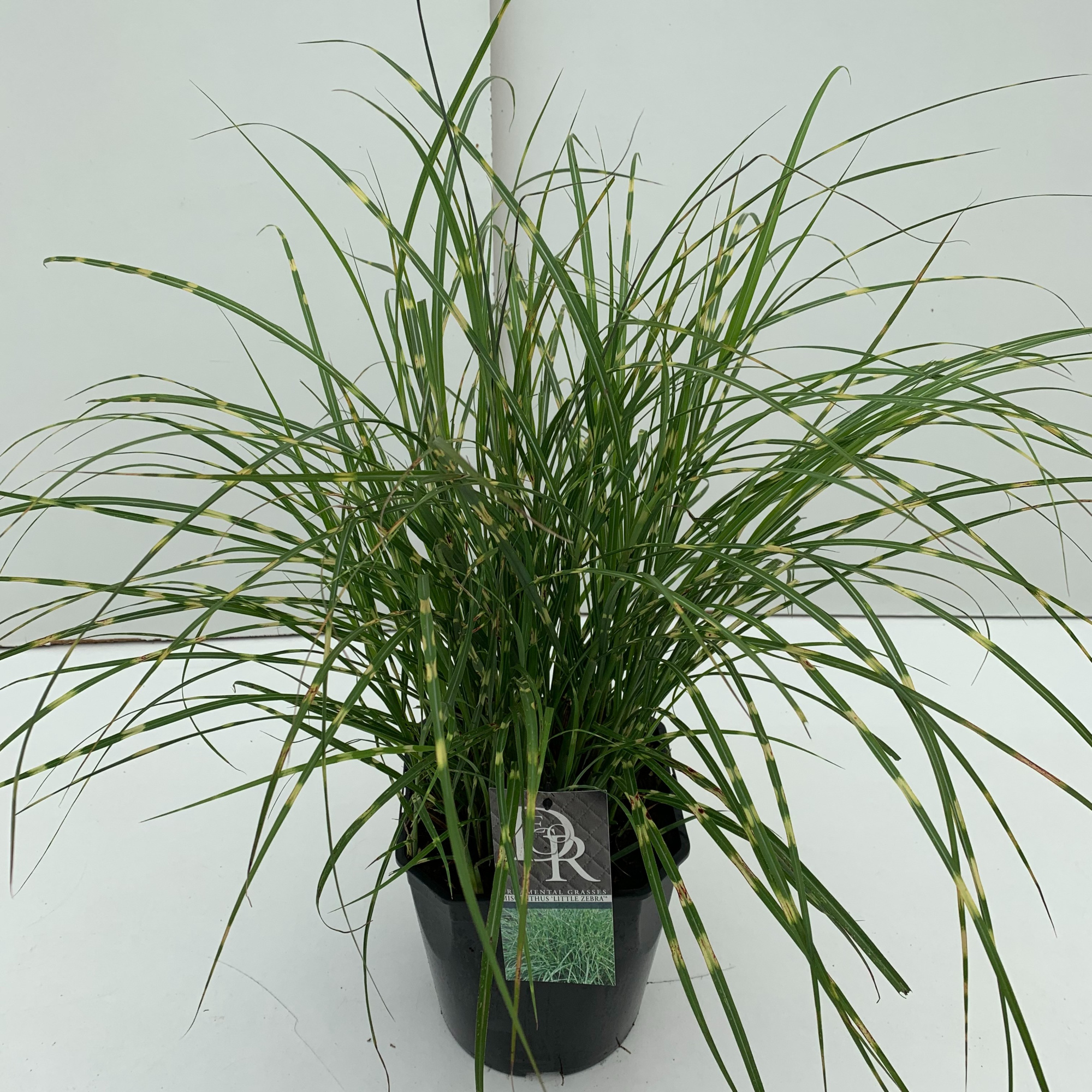 Miscanthus 'Little Zebra', D 23 cm