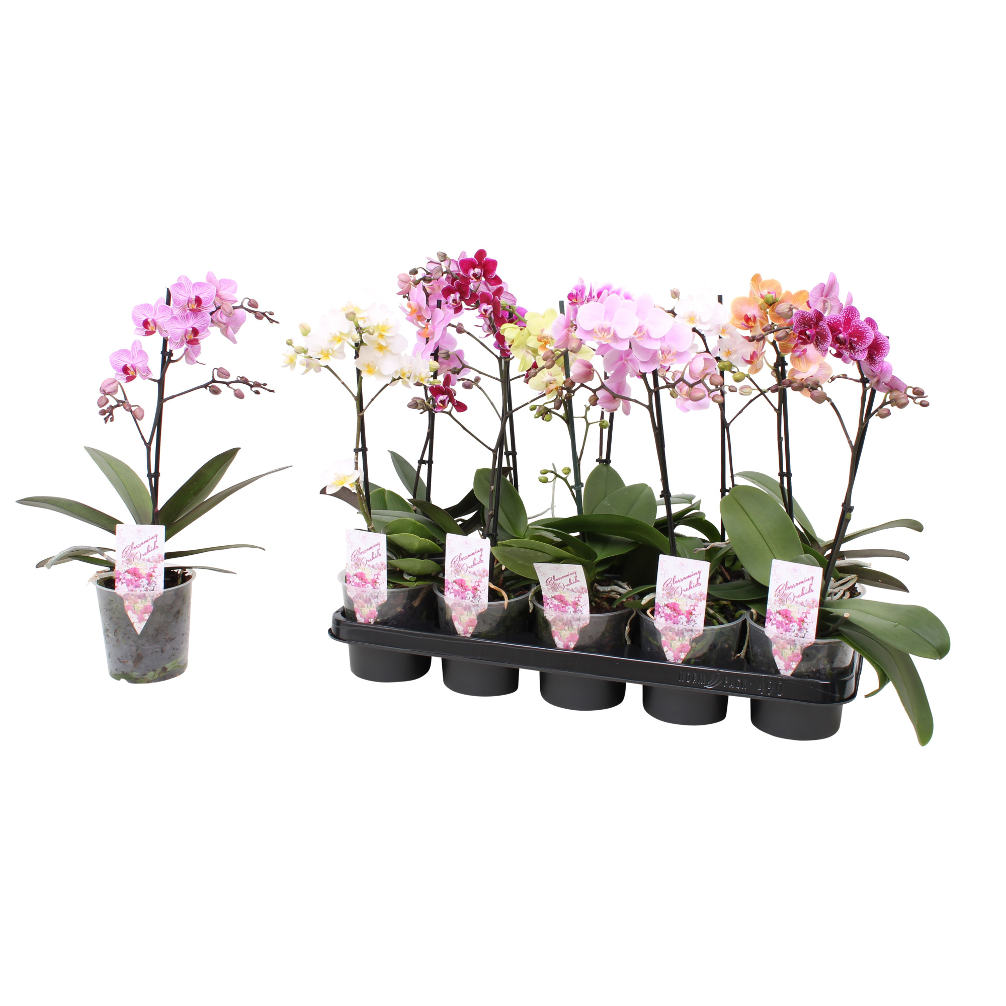 Phal. Multiflora 1-tak mix vertakt 4 kleuren, D 12 cm