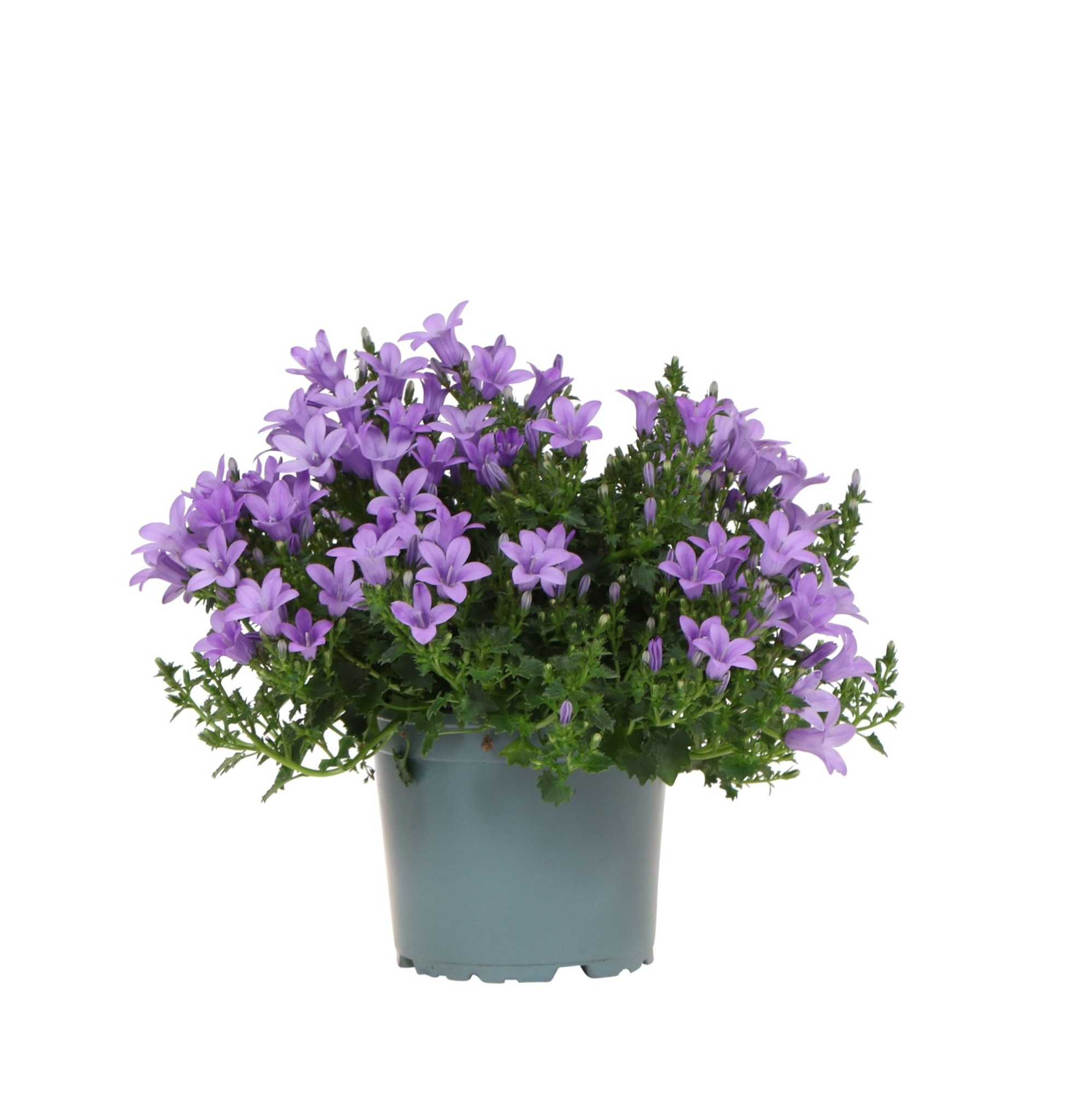 Campanula lavender, D 12