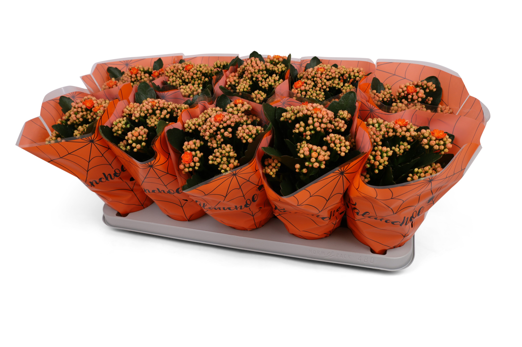 Kalanchoë Perfecta Orange Halloween hoes, D 12