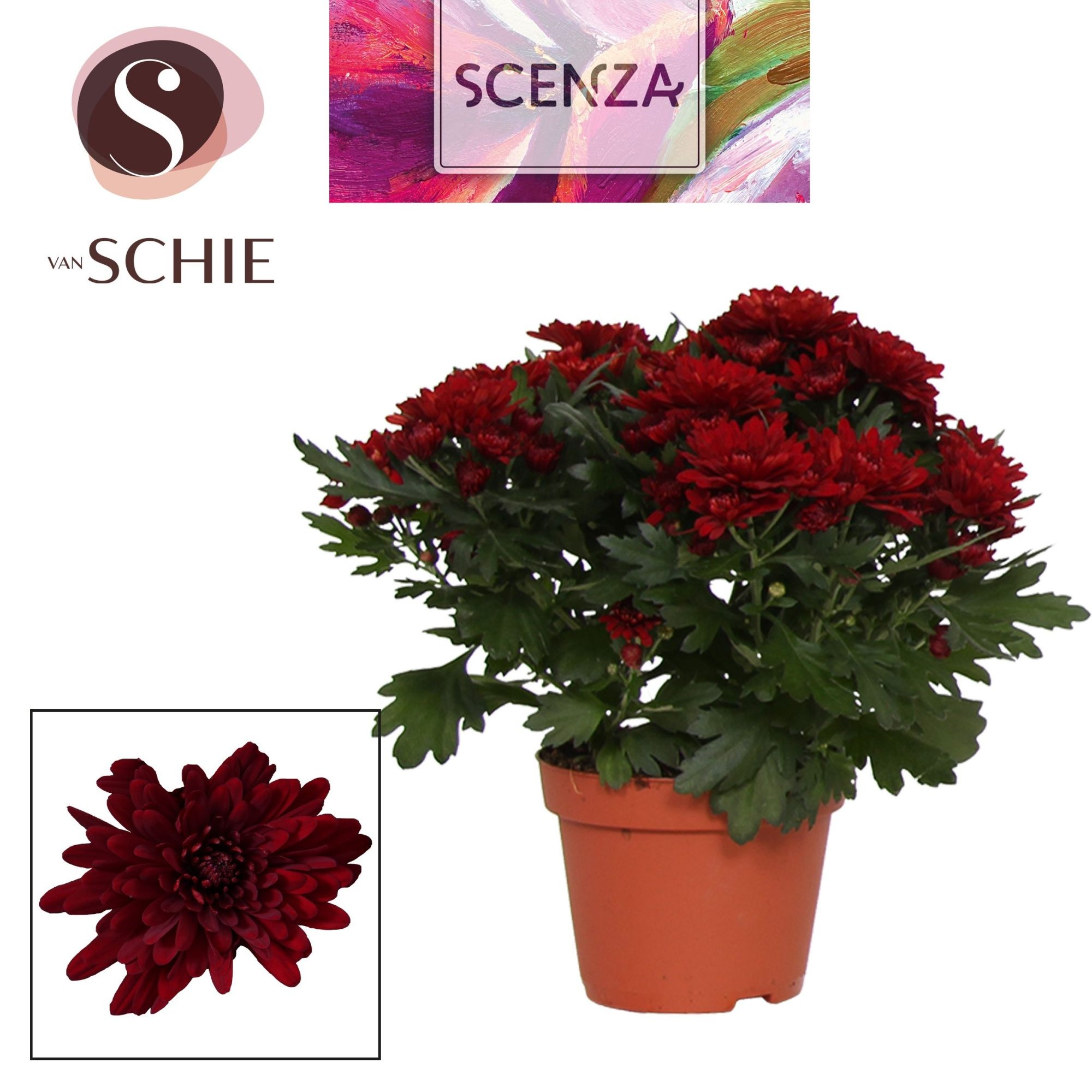 Chrysant Chrystal Red, D 13 cm