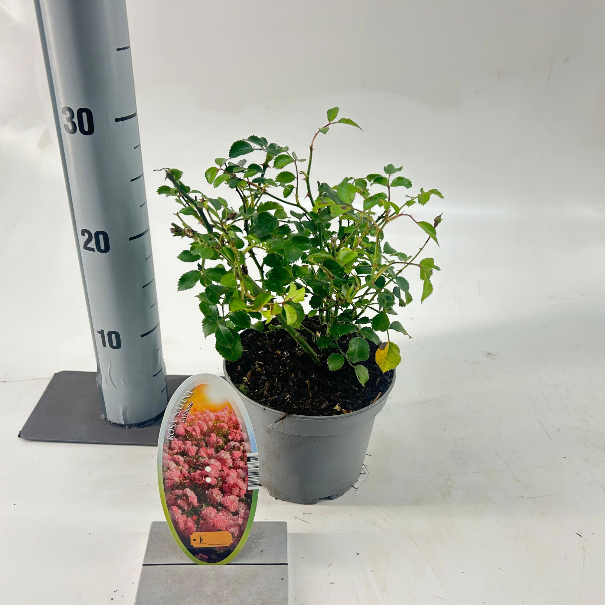 Rosa (H) 'Satina', D 15 cm