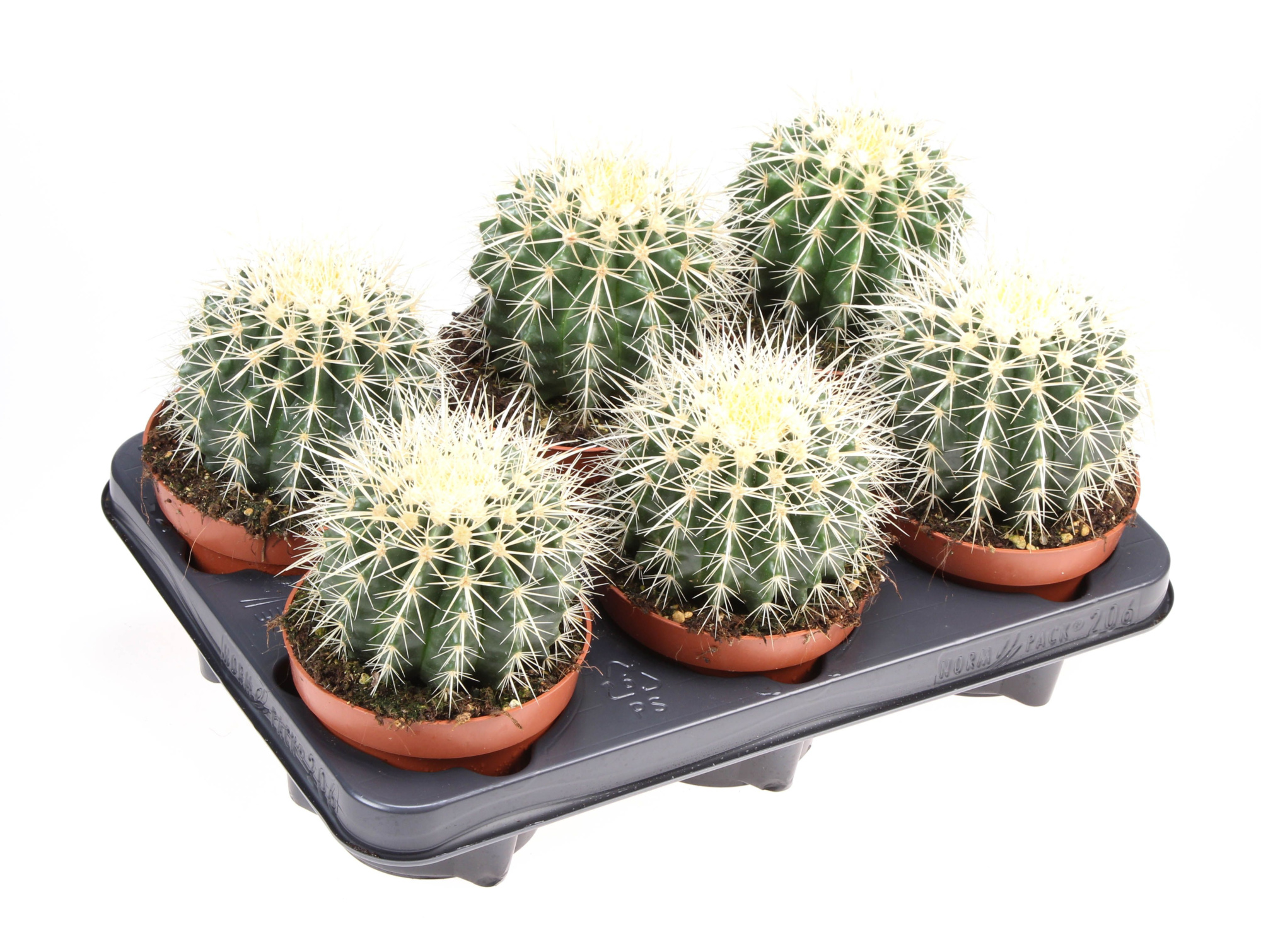 Echinocactus grusonii, D 12 cm