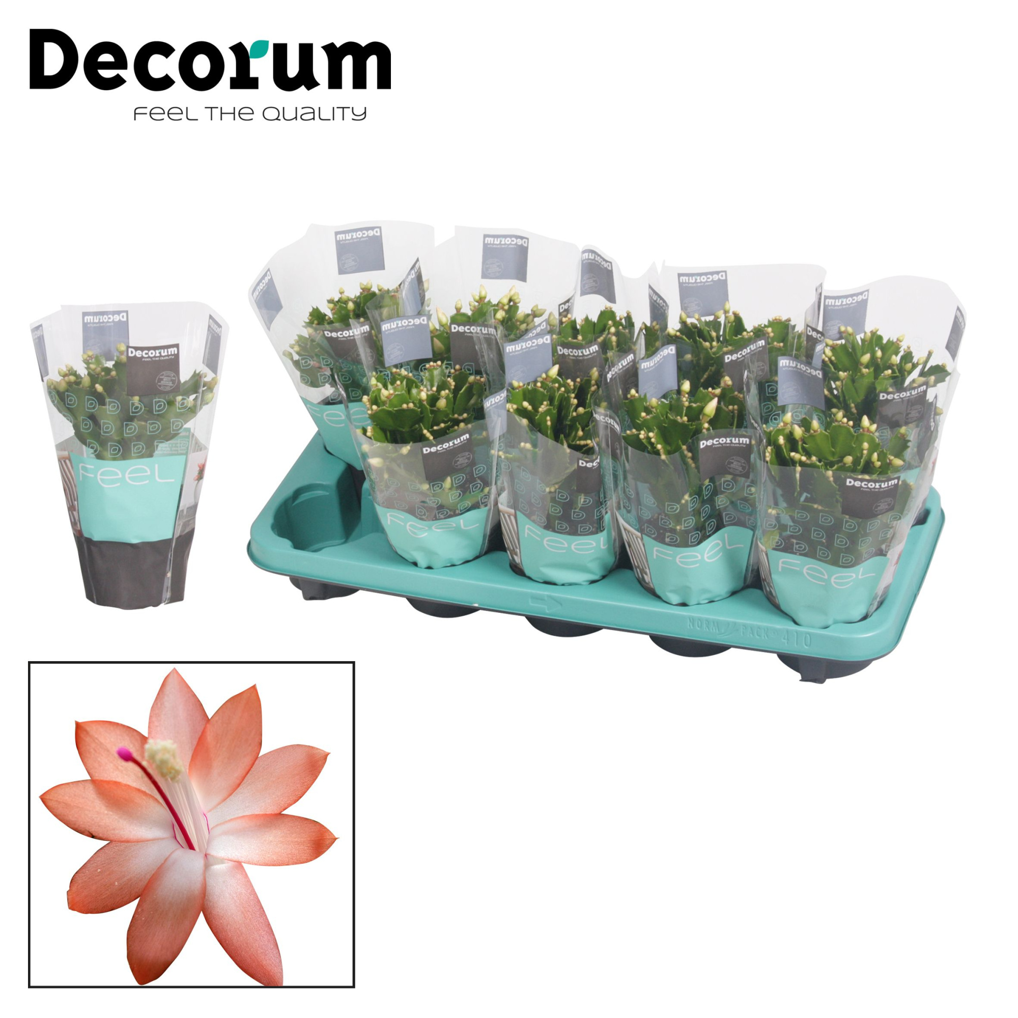 Schlumbergera - 10,5 cm - Orange (Christa) met hoes - Decorum, D 10,5