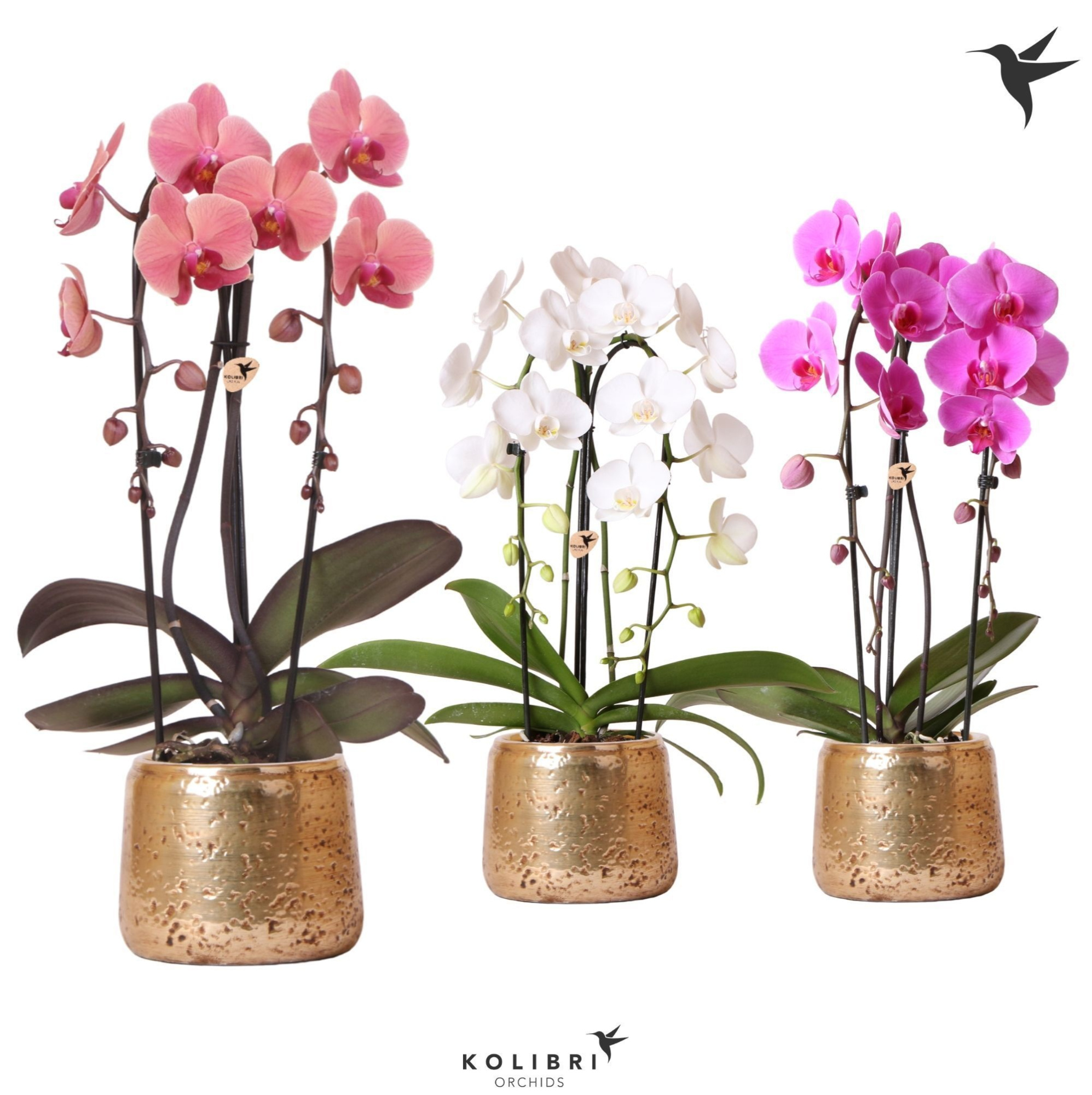 Kolibri Orchids Niagara fall 2spike Luxury pot gold, D 12 cm
