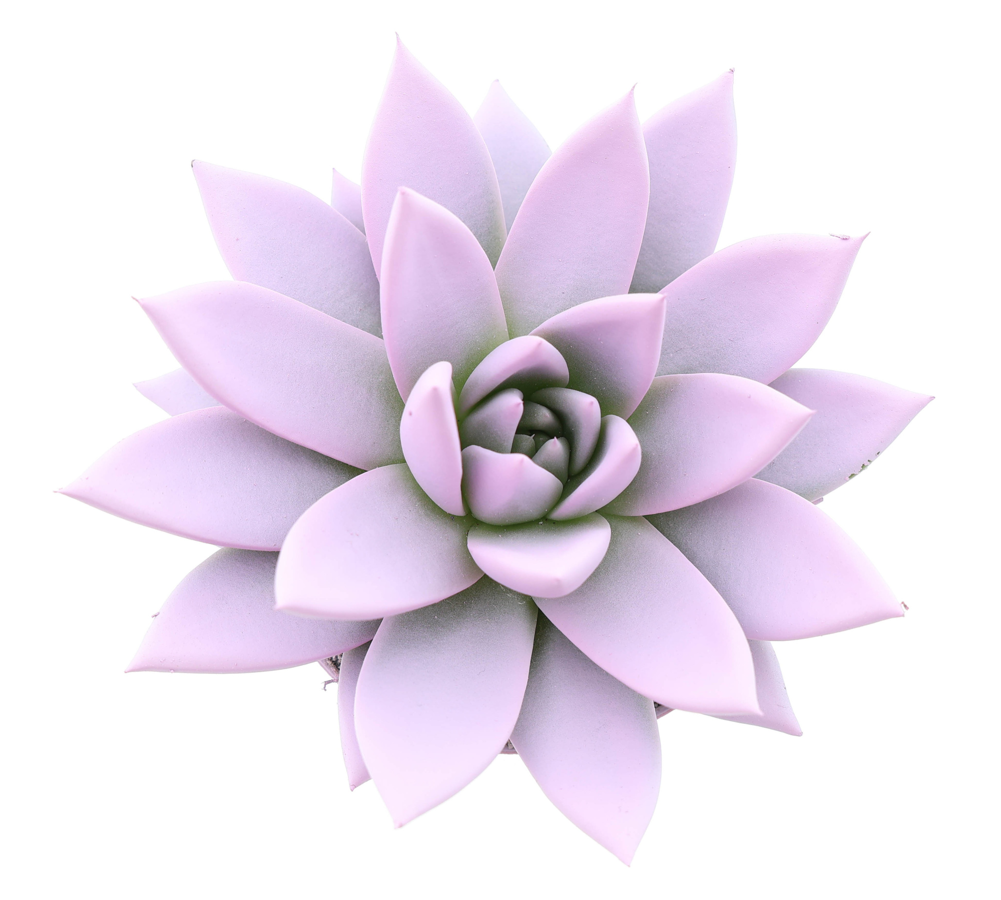 Rainbow baby pink, D 8,5 cm