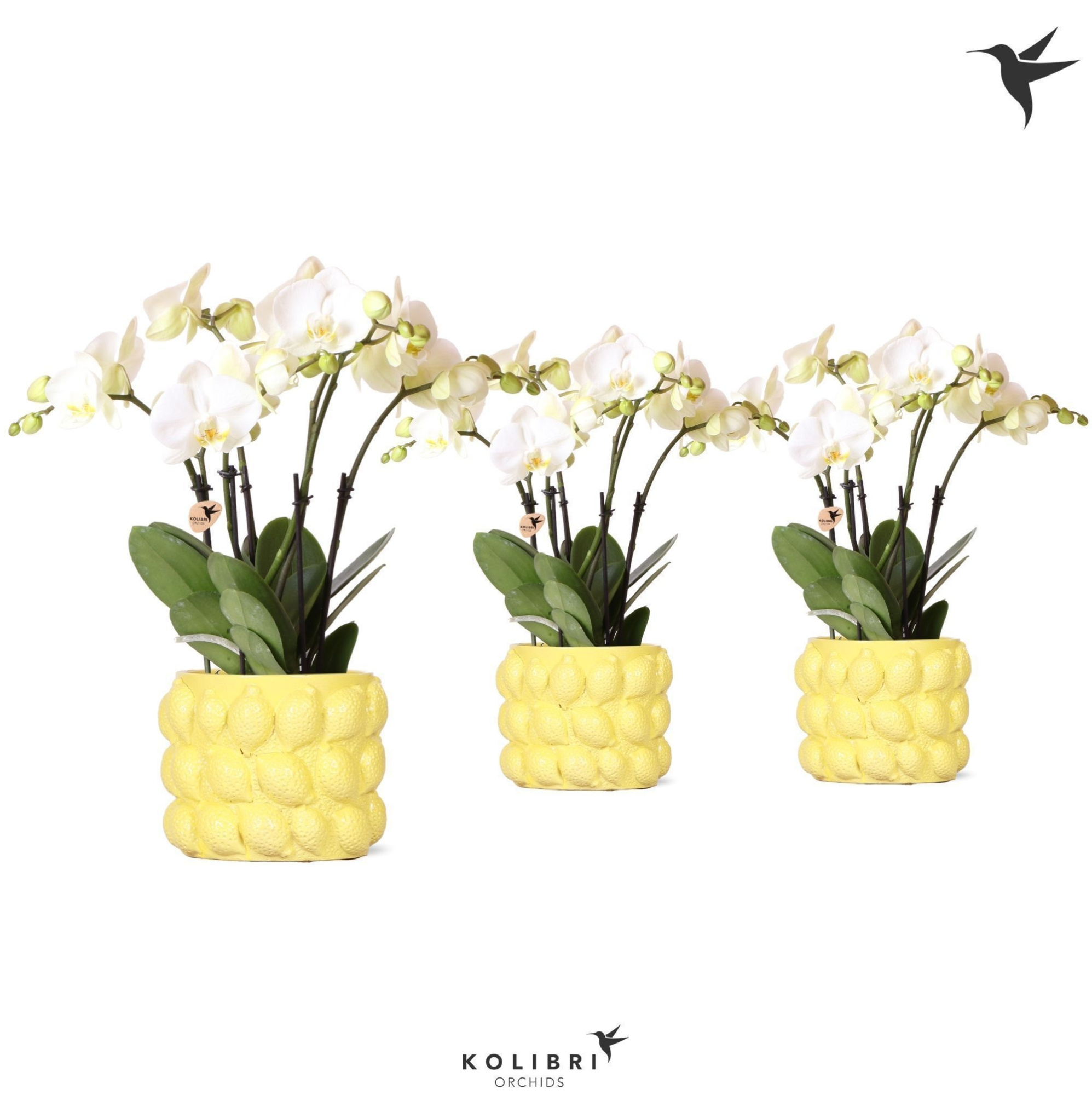 Kolibri Orchids Phalaenopsis ghent 4spike in citrus yellow pot, D 12