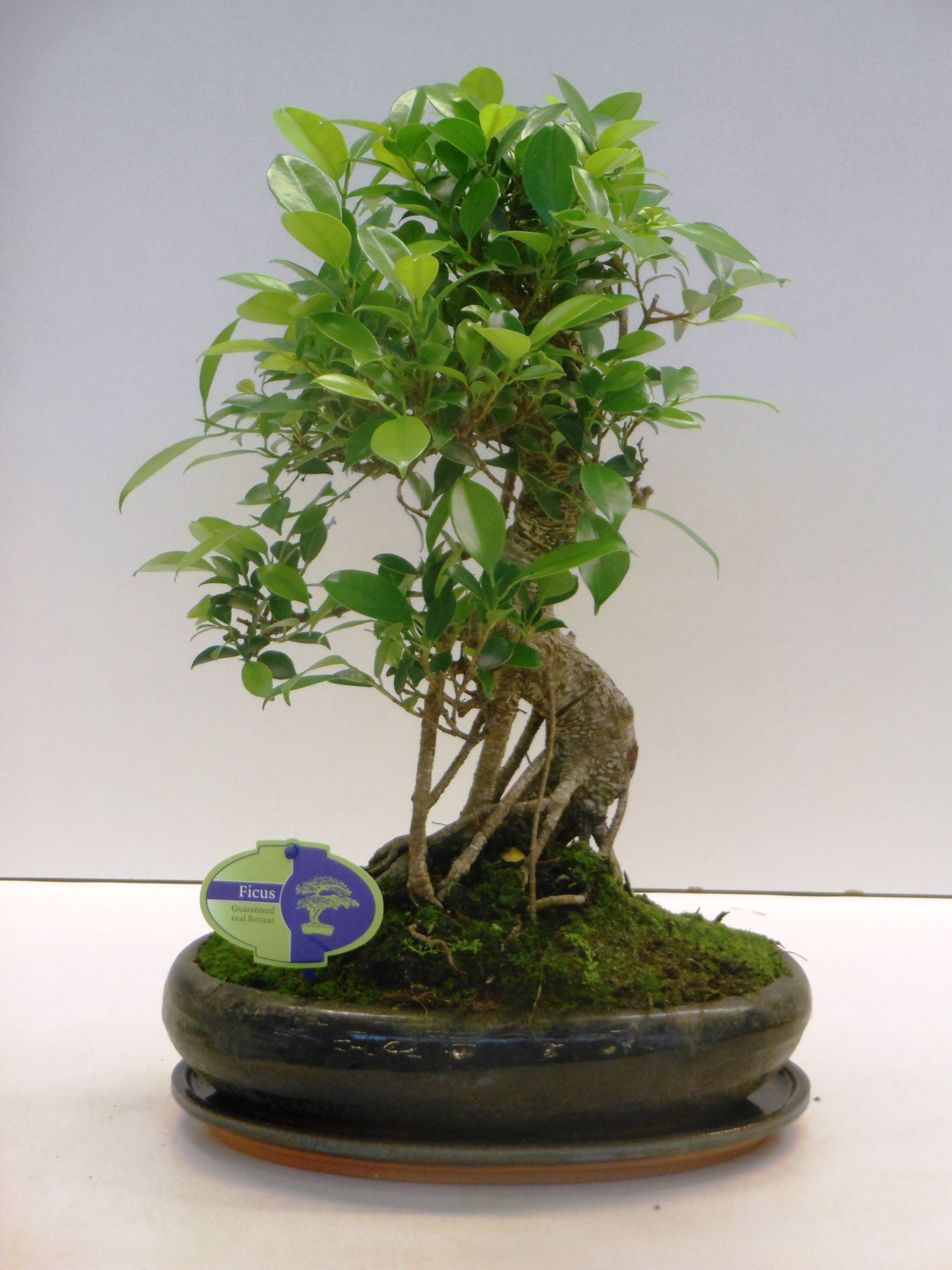 Ficus retusa, 29cm., shape, with drip tray, D 29